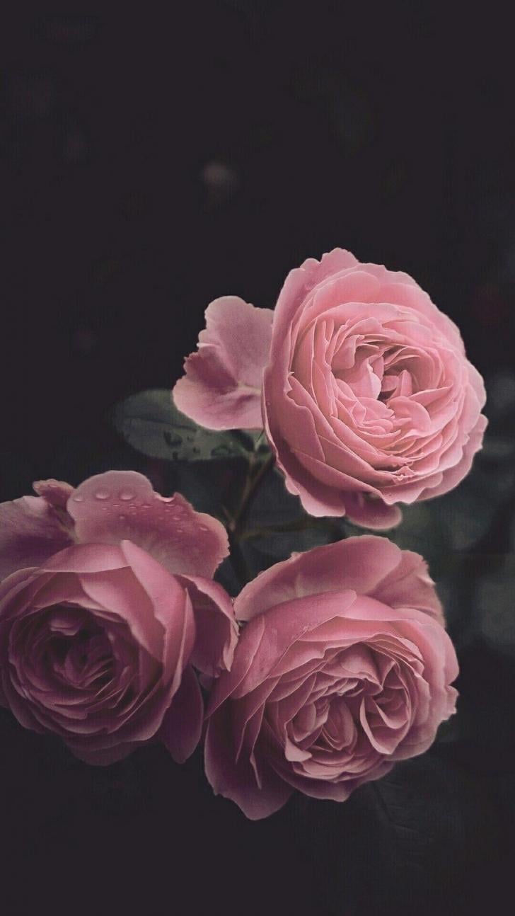 Online Dictionary - dark aesthetic rose wallpaper