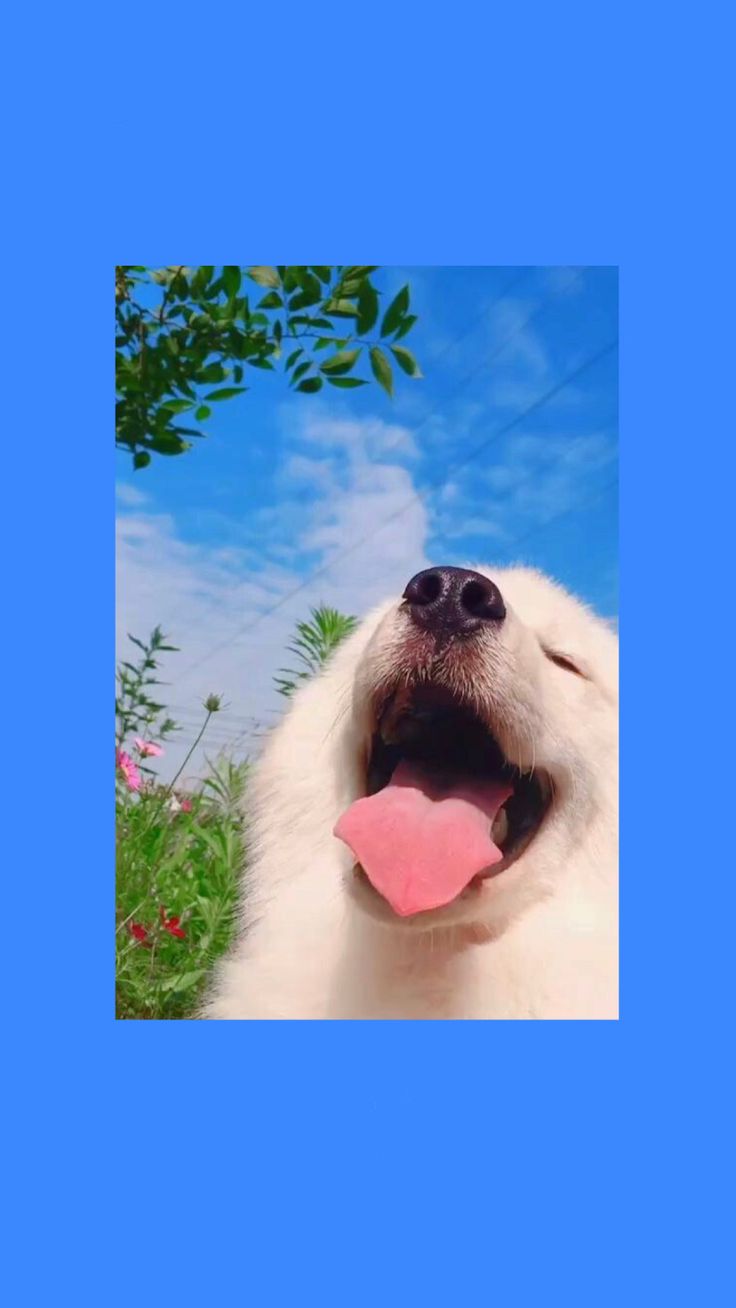cute dog smiling at the sun and clouds. Cute dog wallpaper, Dog wallpaper, Cute summer wallpaper