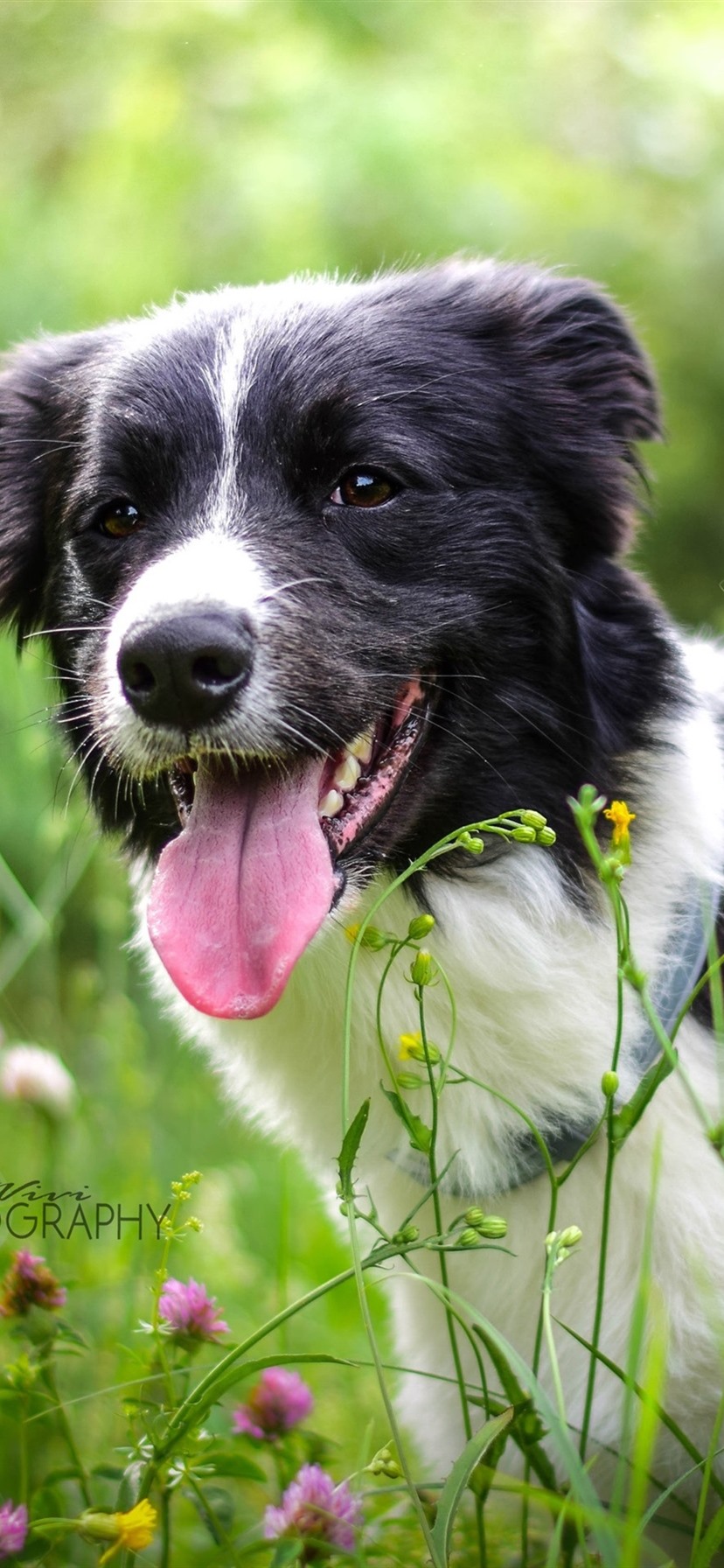 Summer, Dog, Grass, Wildflowers 1080x1920 IPhone 8 7 6 6S Plus Wallpaper, Background, Picture, Image