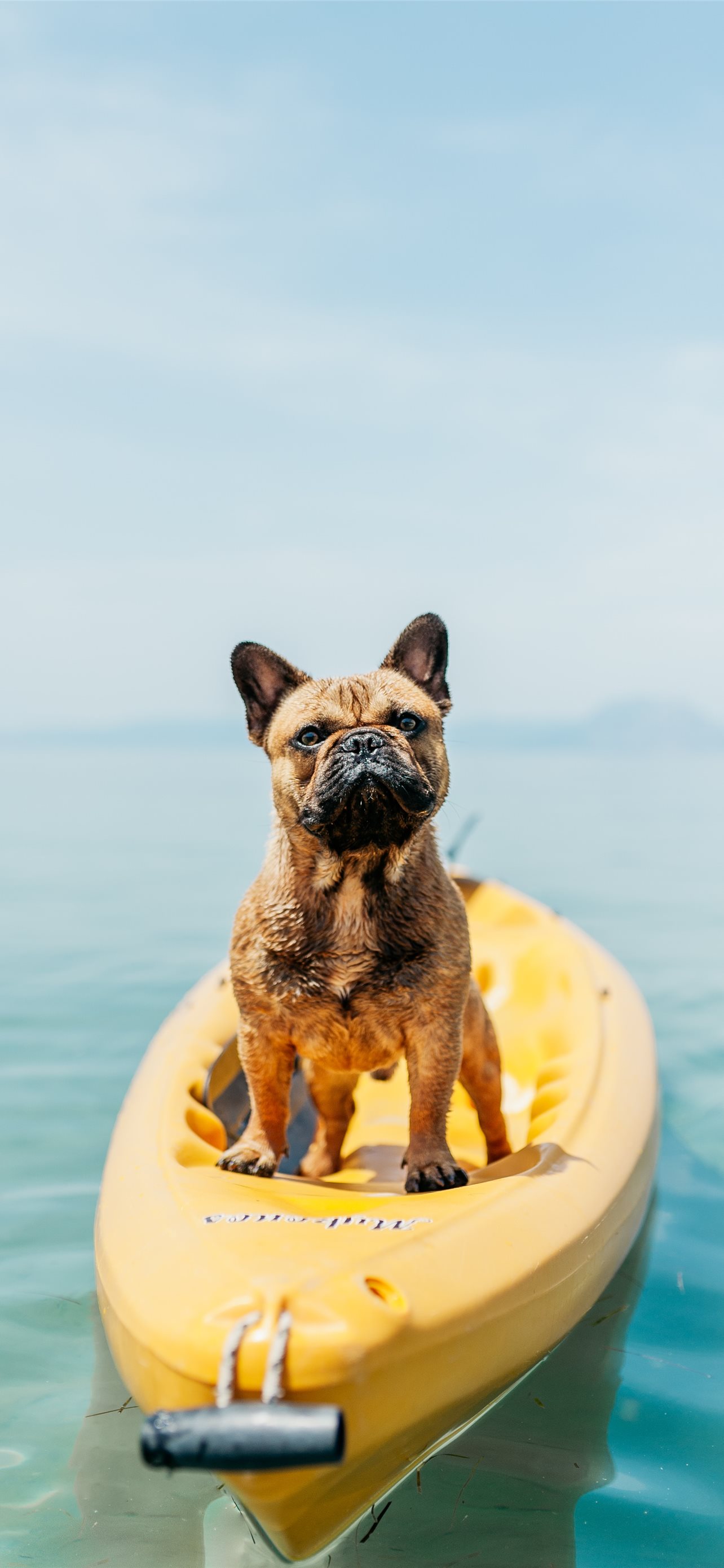 adult brown French bulldog standing on kayak iPhone Wallpaper Free Download