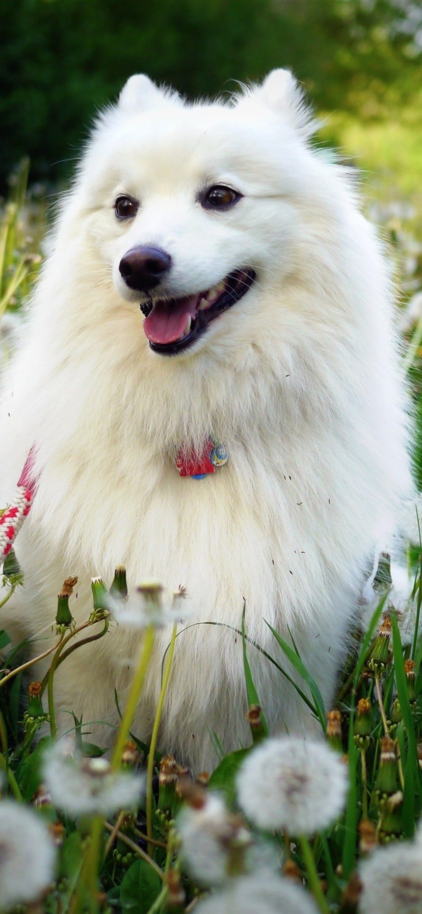 White Dog, Dandelions Flowers, Summer 1080x1920 IPhone 8 7 6 6S Plus Wallpaper, Background, Picture, Image