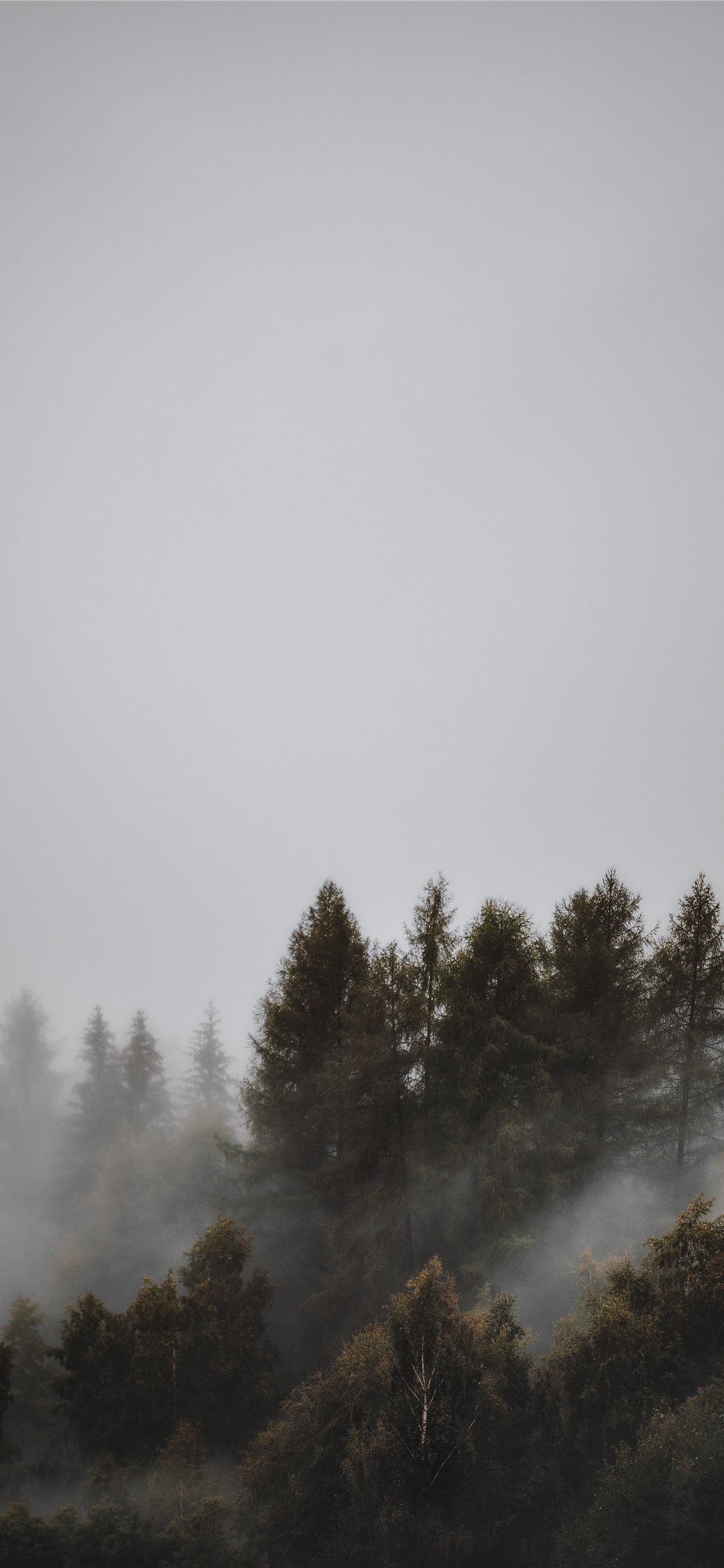 fogs and pine trees. Tree iphone, Wallpaper, Ocean wallpaper