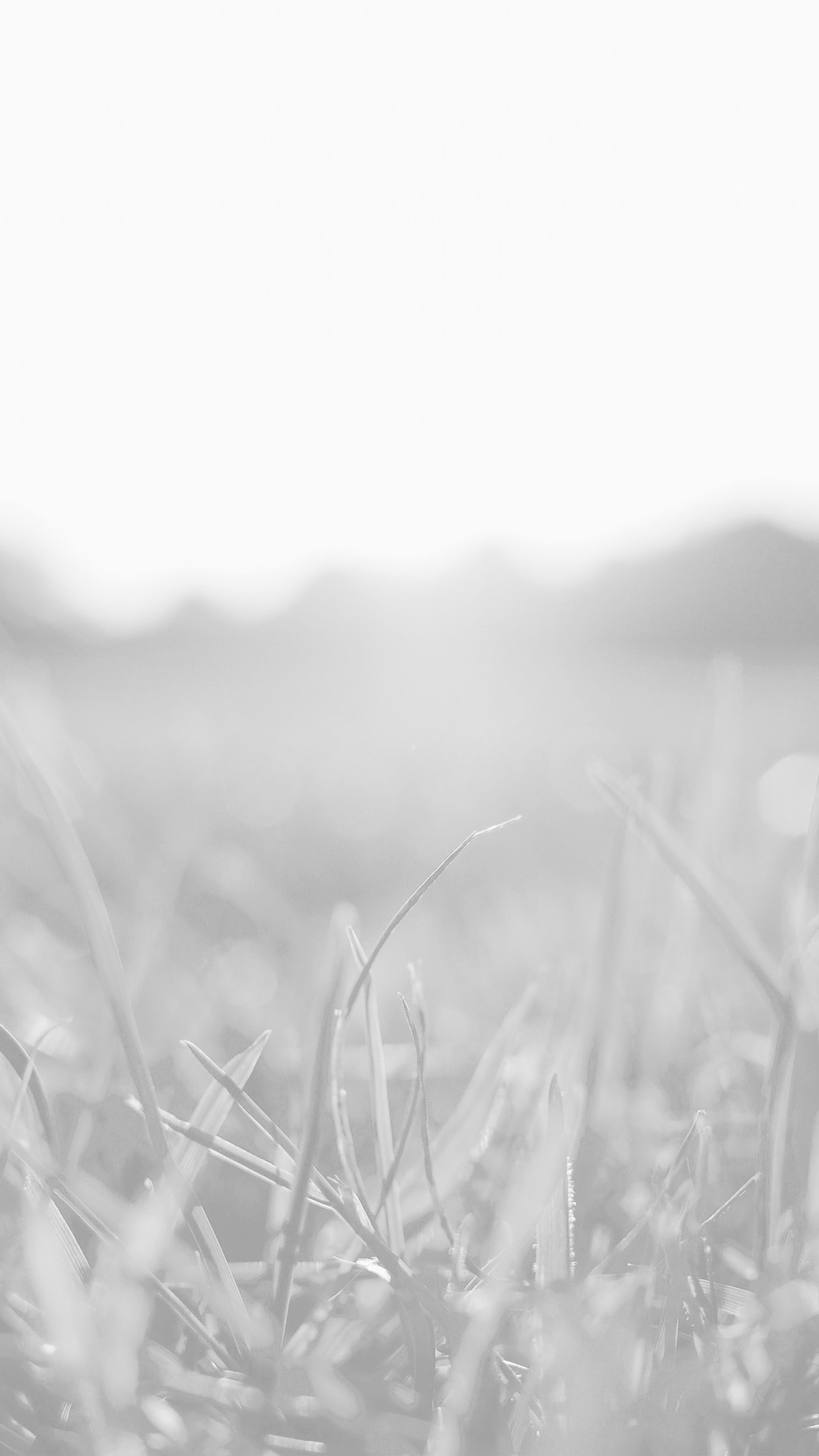 iPhone X wallpaper. grass white bokeh light summer nature