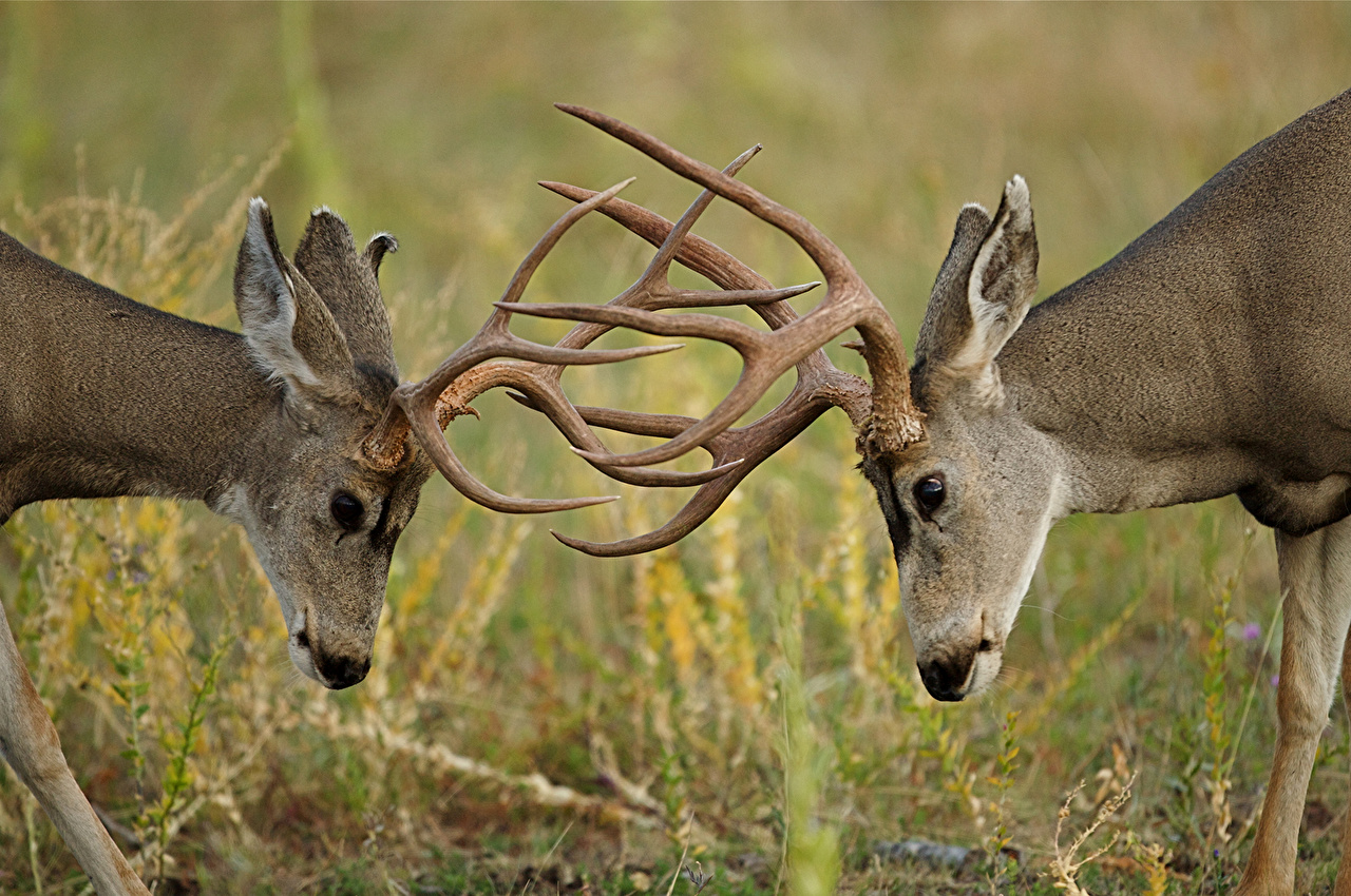 Desktop Wallpaper Deer Horns Two Fight Animals