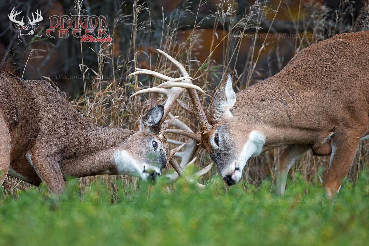 Deer Fighting Picture