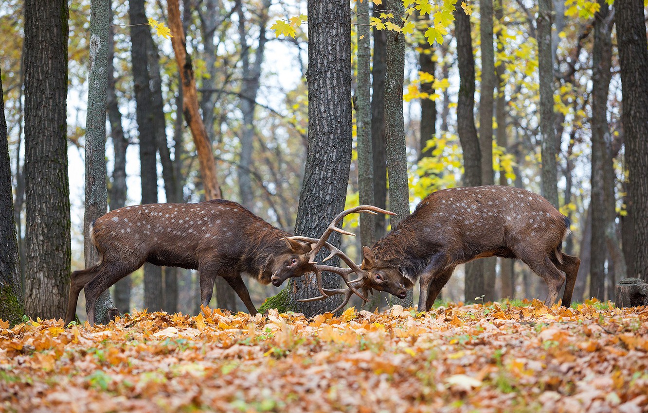 Wallpaper forest, fight, deer, territory image for desktop, section животные