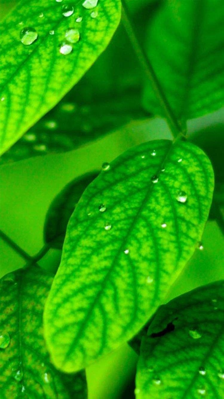 Samsung S S6 Plus, S6 Edge, Note Note 5 And Note Edge Wallpaper. Android wallpaper, Green nature wallpaper, Leaf wallpaper