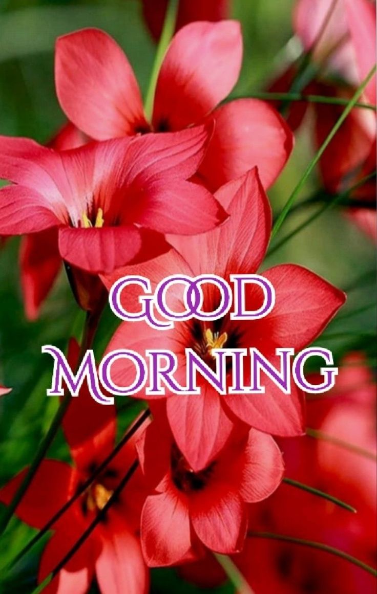 Morning wishes. Good morning flowers gif, Good morning picture, Good morning cards