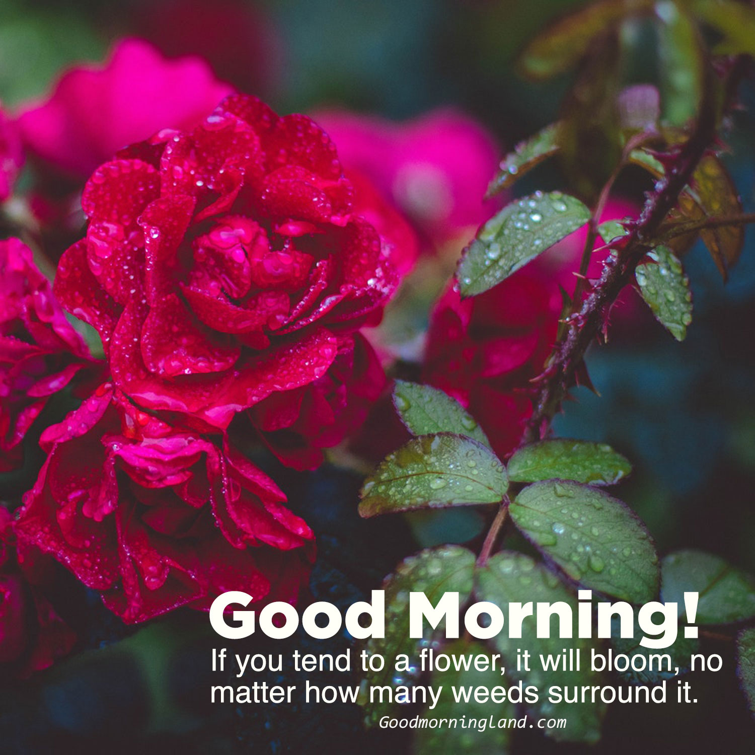 Collection of Good morning flowers with image Morning Image, Quotes, Wishes, Messages, greetings & eCards