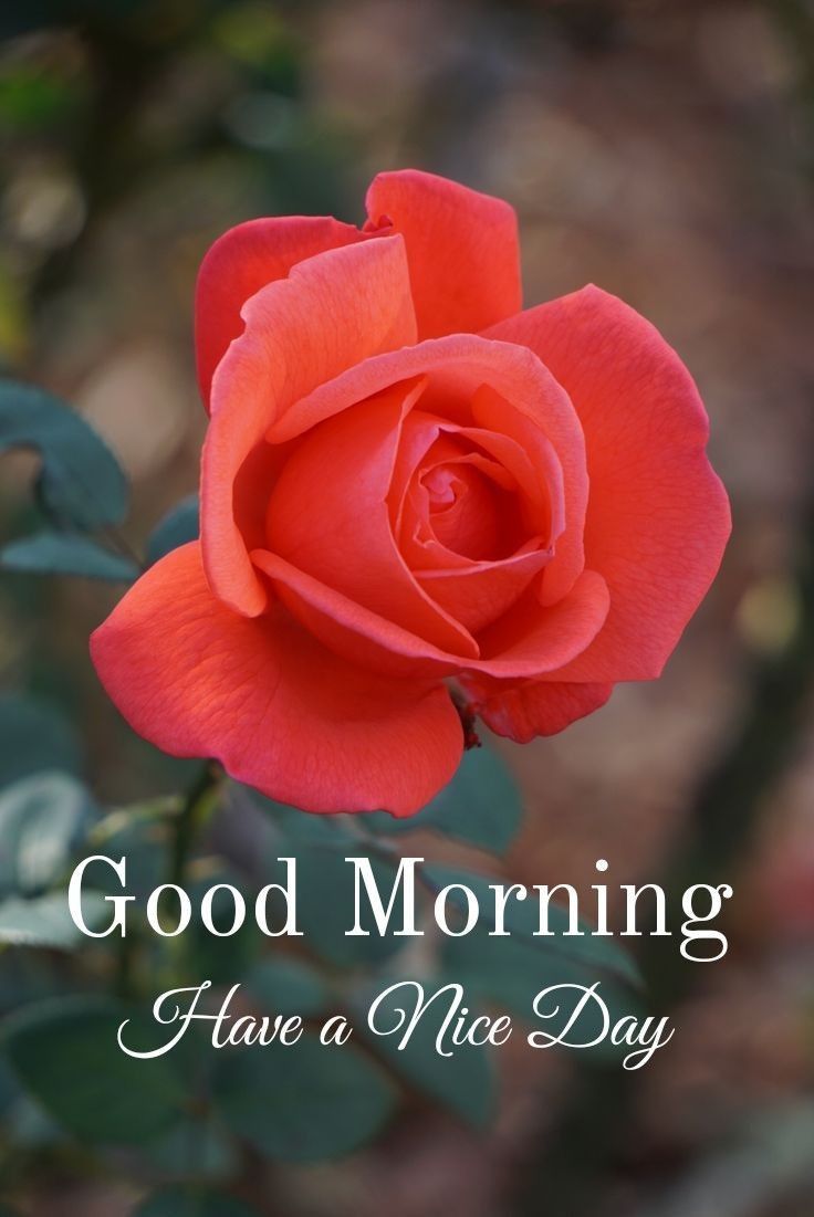 Good Morning Flowers ideas. good morning flowers, good morning, good morning greetings