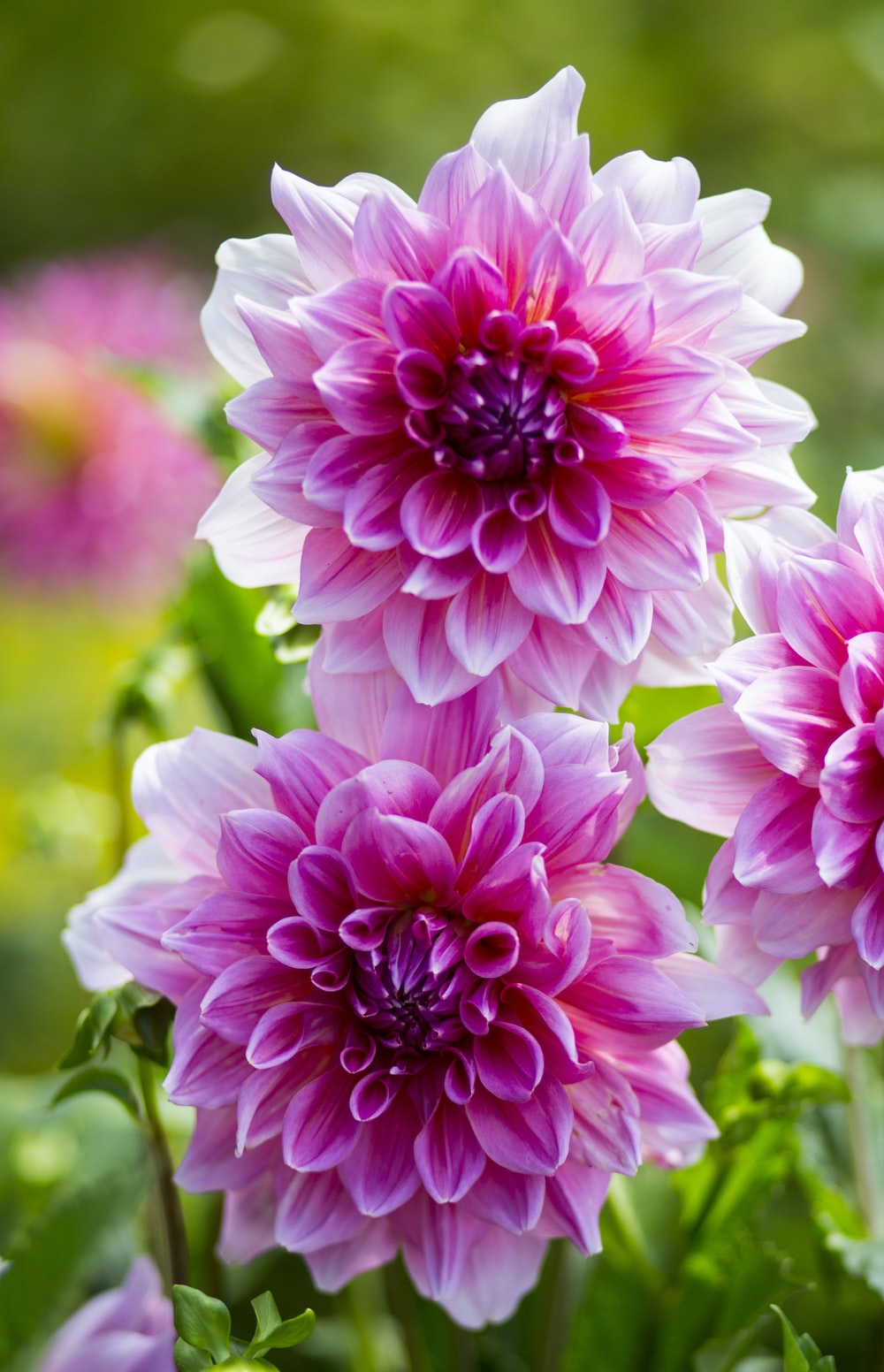 Good Morning Flower Image Free Download. Download Free Picture