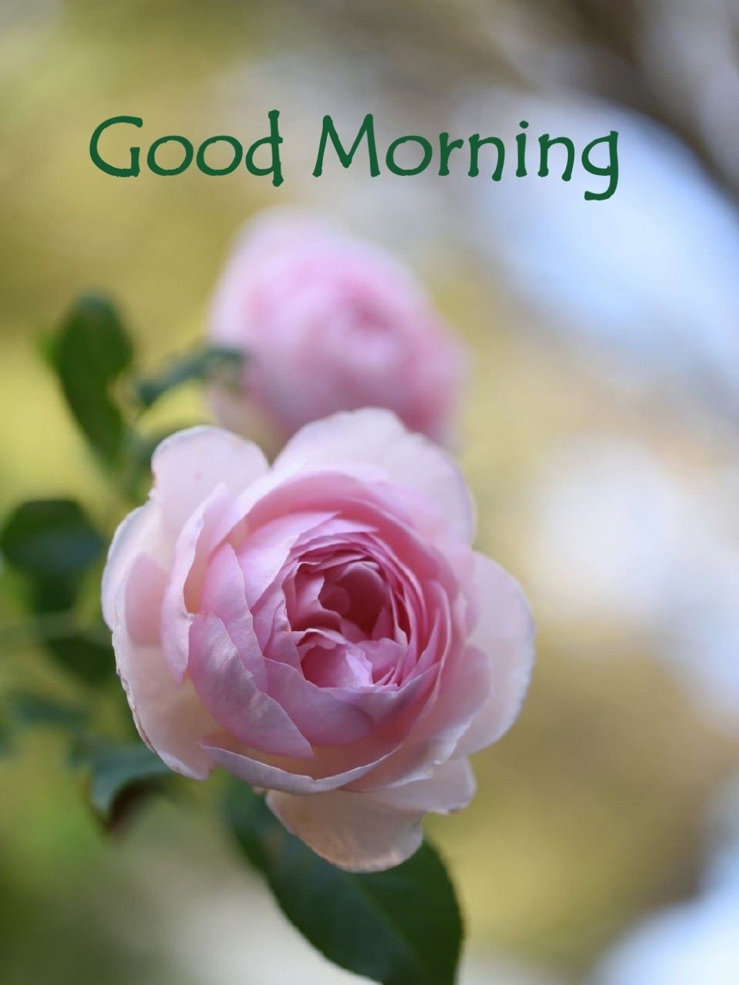 Good Morning Flowers ideas. good morning flowers, good morning, good morning greetings