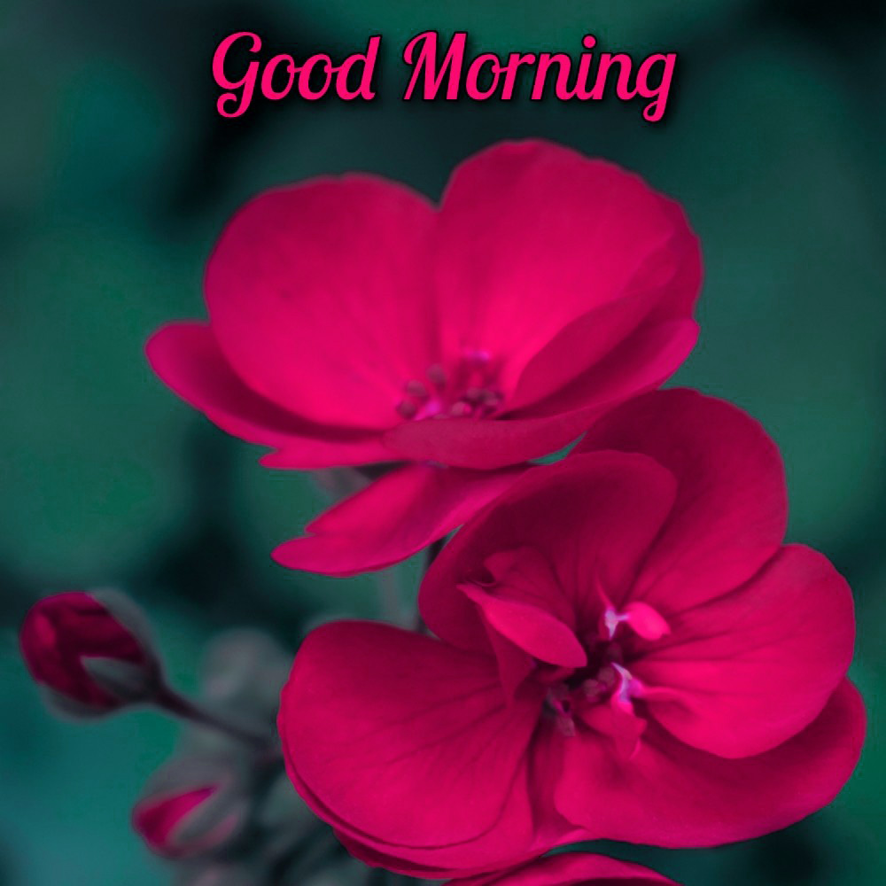 Beautiful Good Morning Flower Image Free Download For Whatsapp