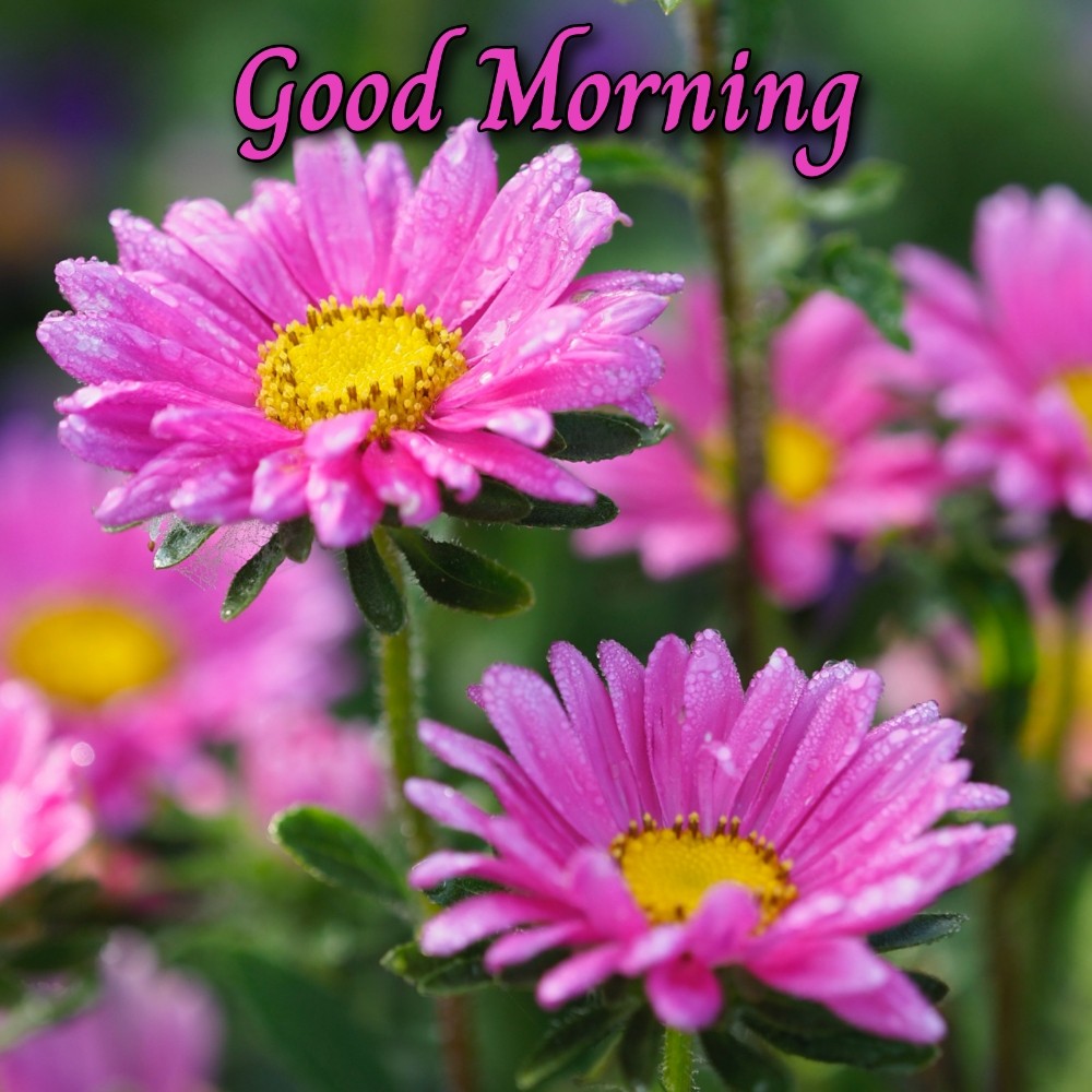 Flower Good Morning Image