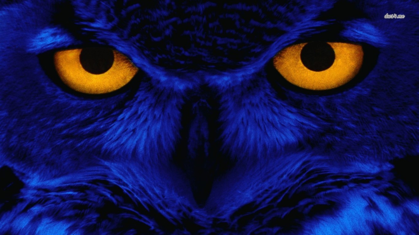 Owl Wallpaper and Background Imagex768