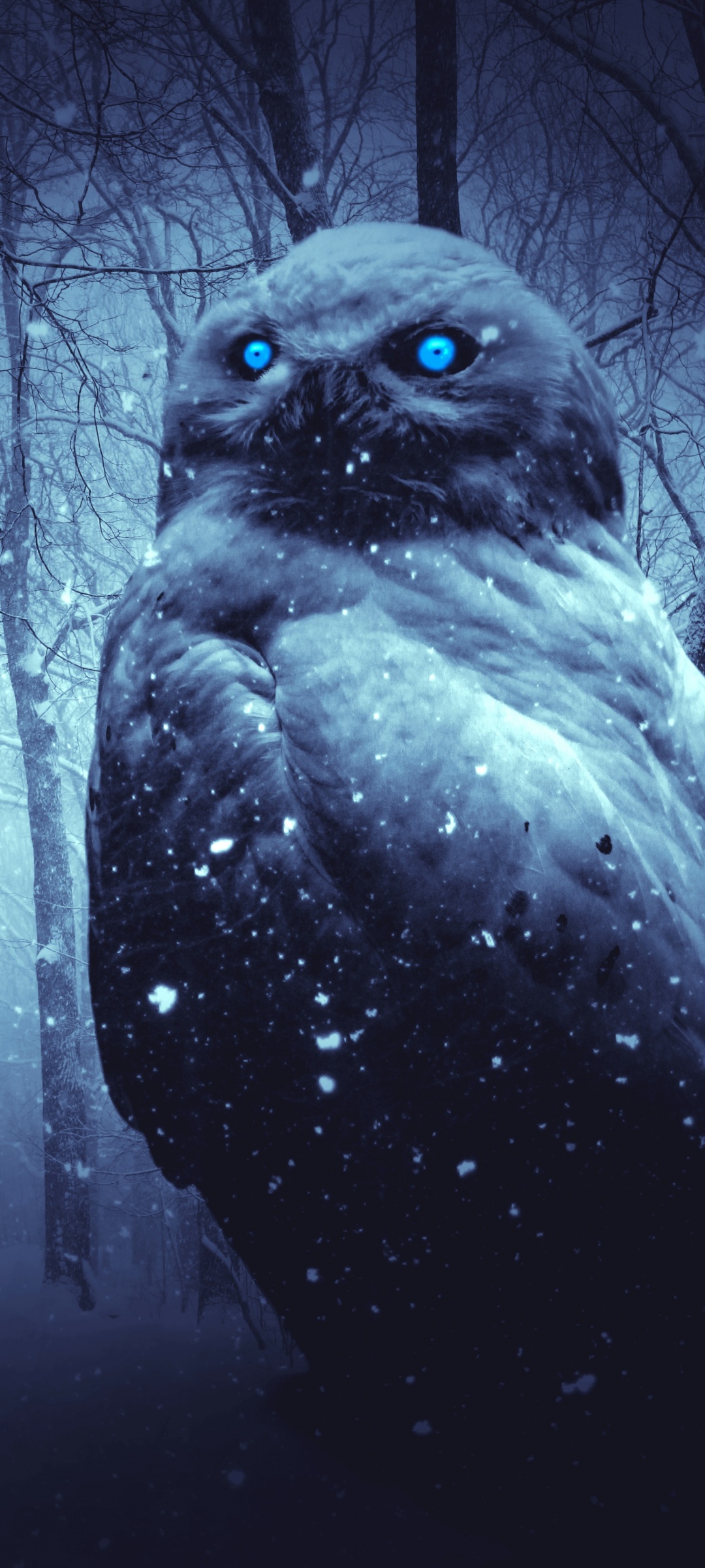 Owl Wallpaper 4K, Forest, Winter, Dark, Night, Blue eyes, Scary, Animals