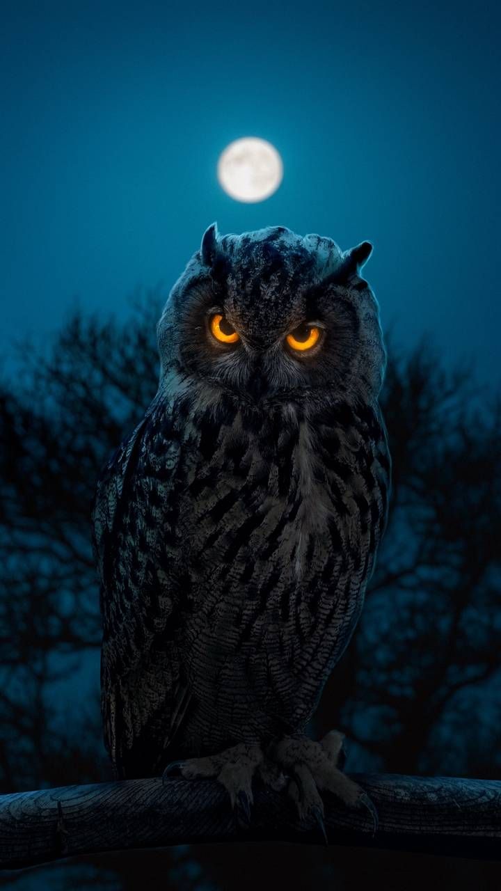 Owl Background