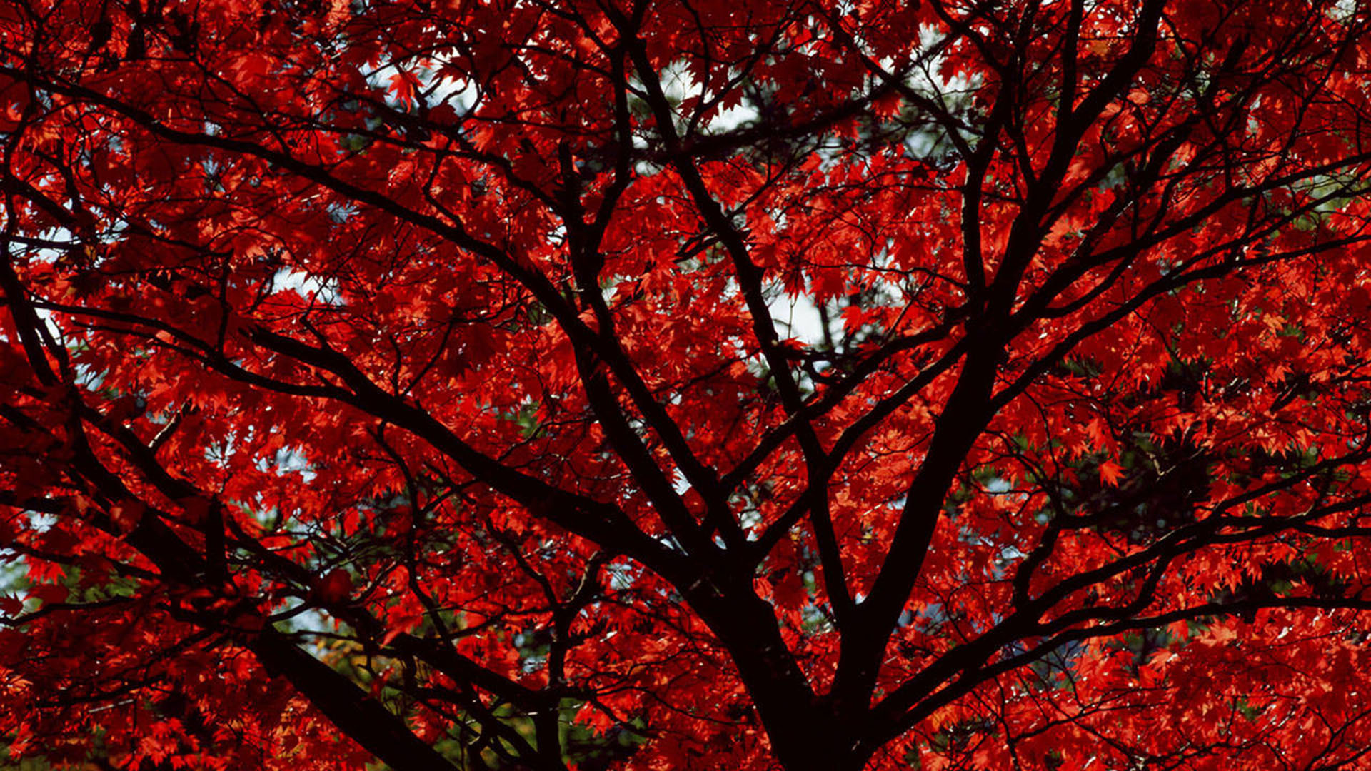 Red Aesthetic Wallpaper