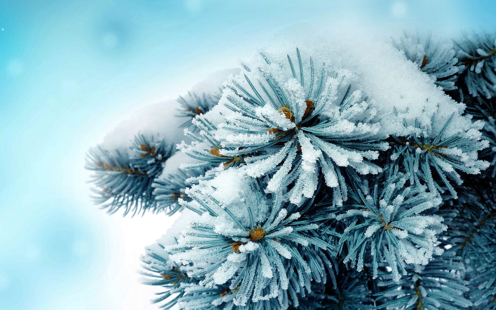 Frosty Trees Wallpapers - Wallpaper Cave