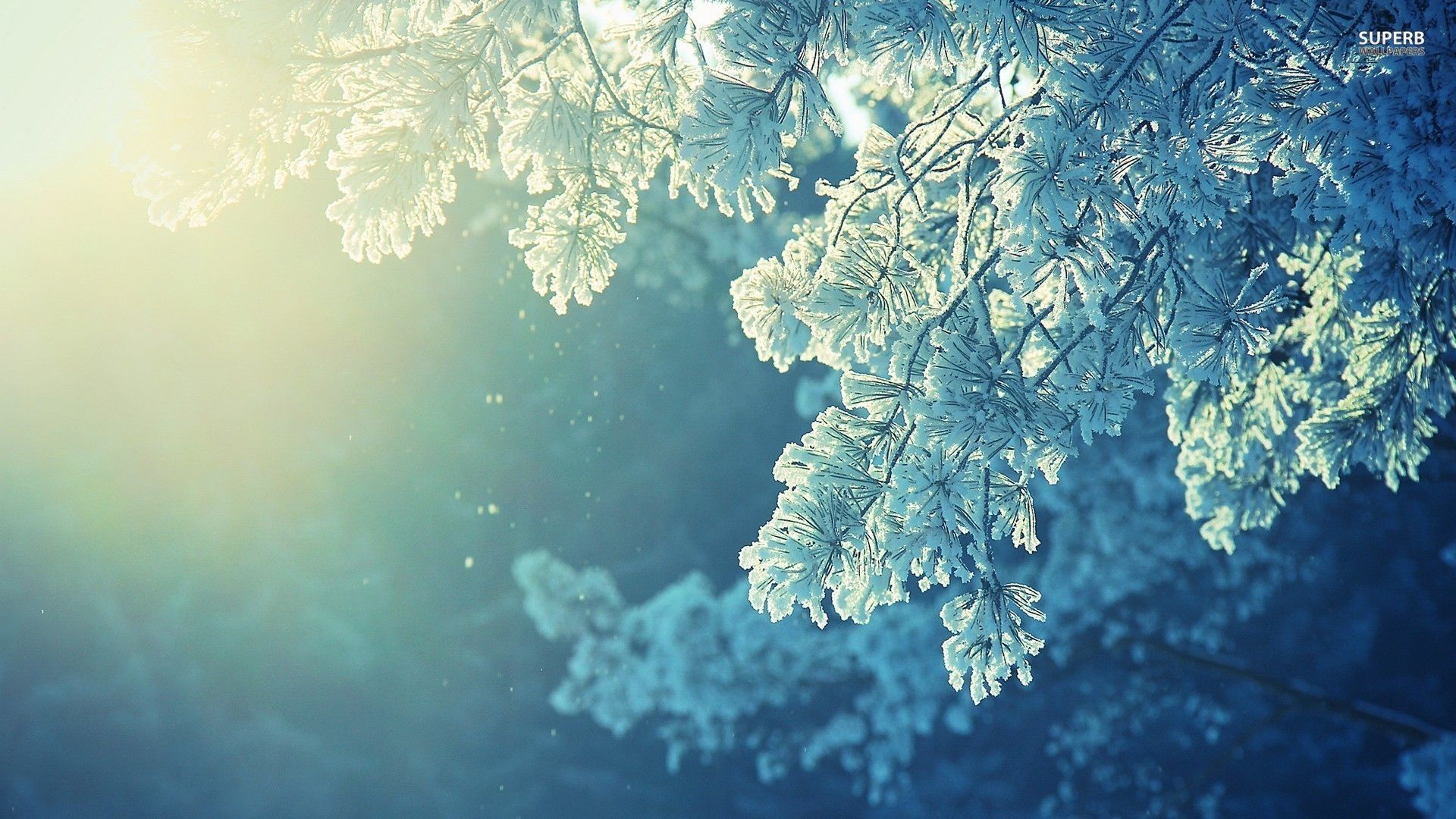 Morning Frost Wallpapers - Wallpaper Cave