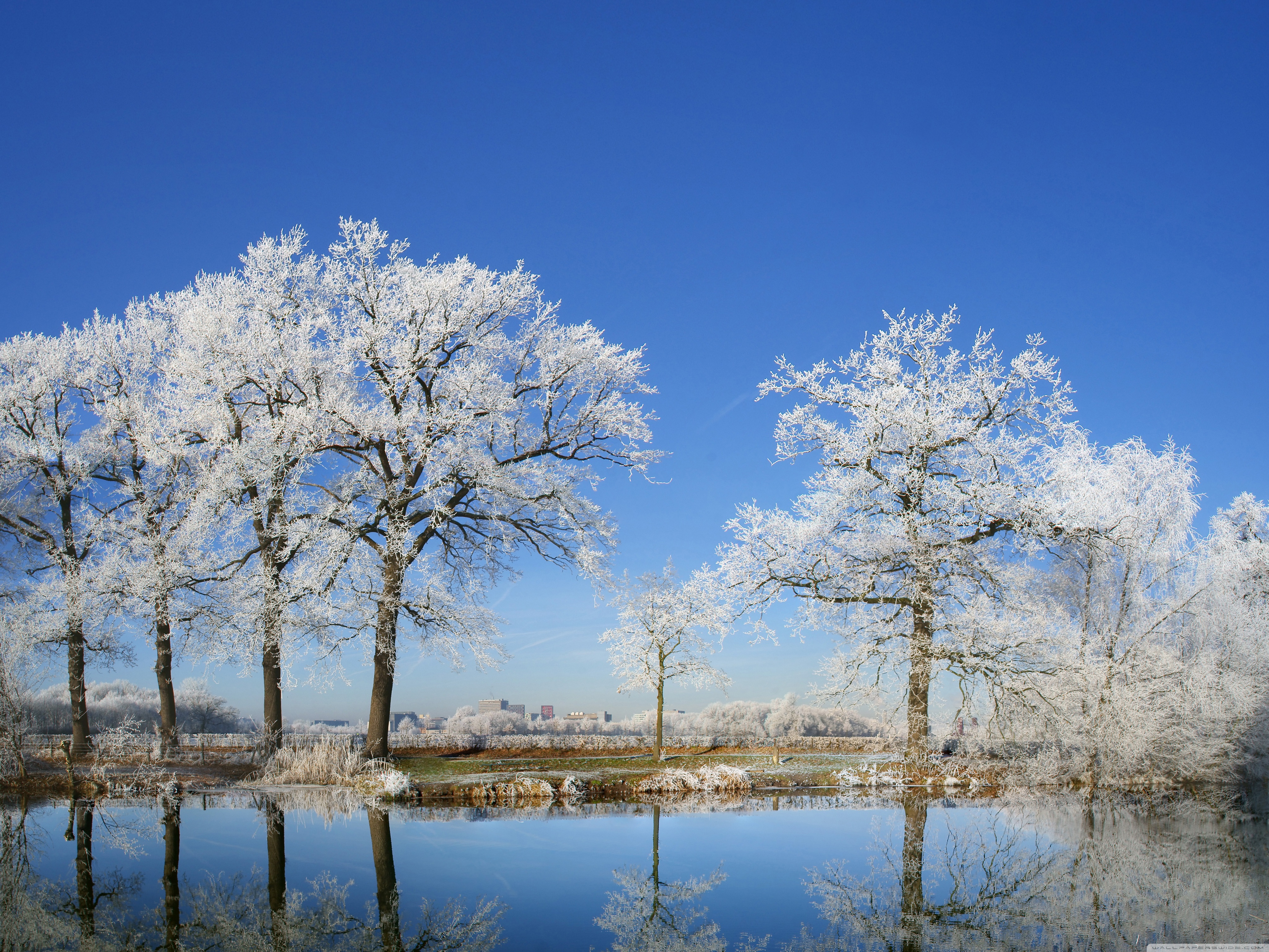 Frosty Trees Ultra HD Desktop Background Wallpaper for 4K UHD TV, Widescreen & UltraWide Desktop & Laptop, Tablet