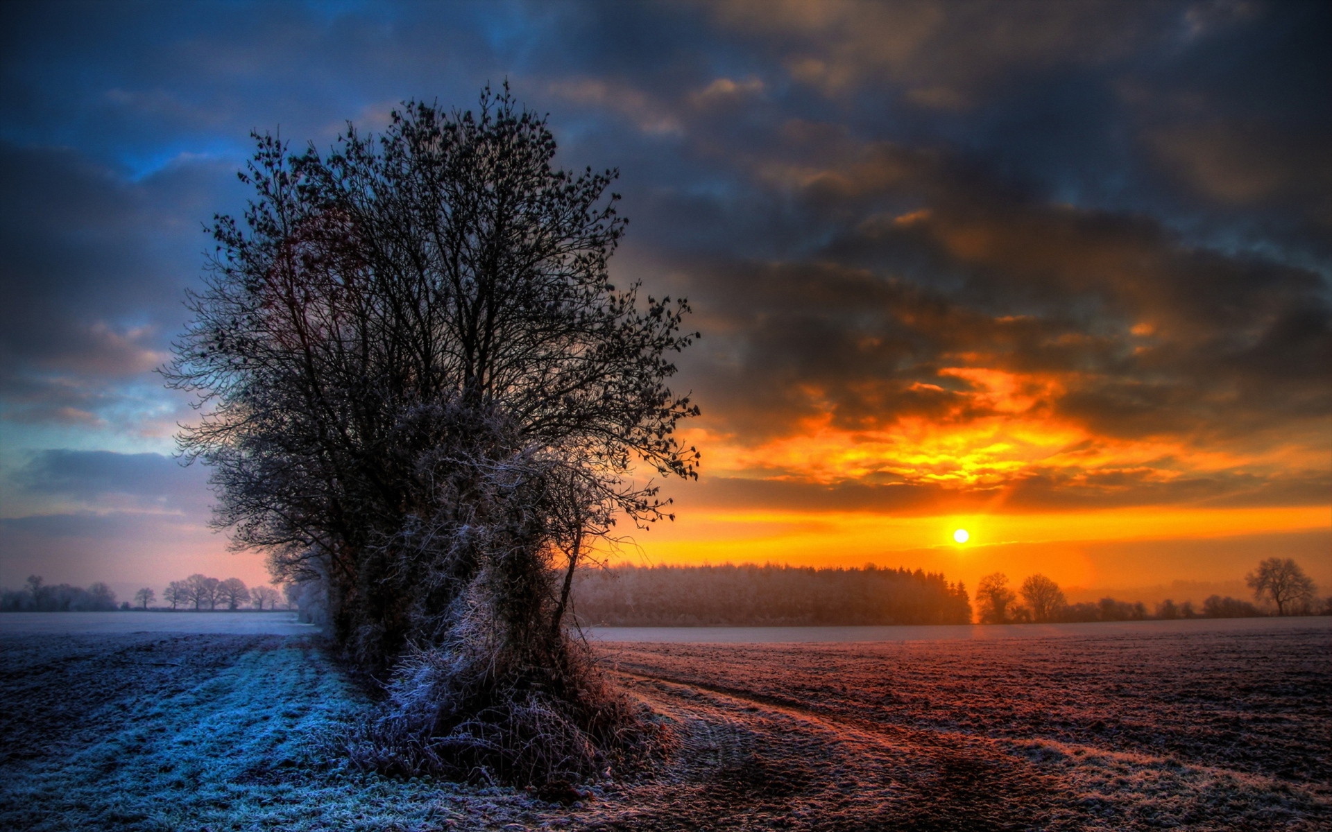 Frosty Tree Arable Fields Sun wallpaper. Frosty Tree Arable Fields Sun
