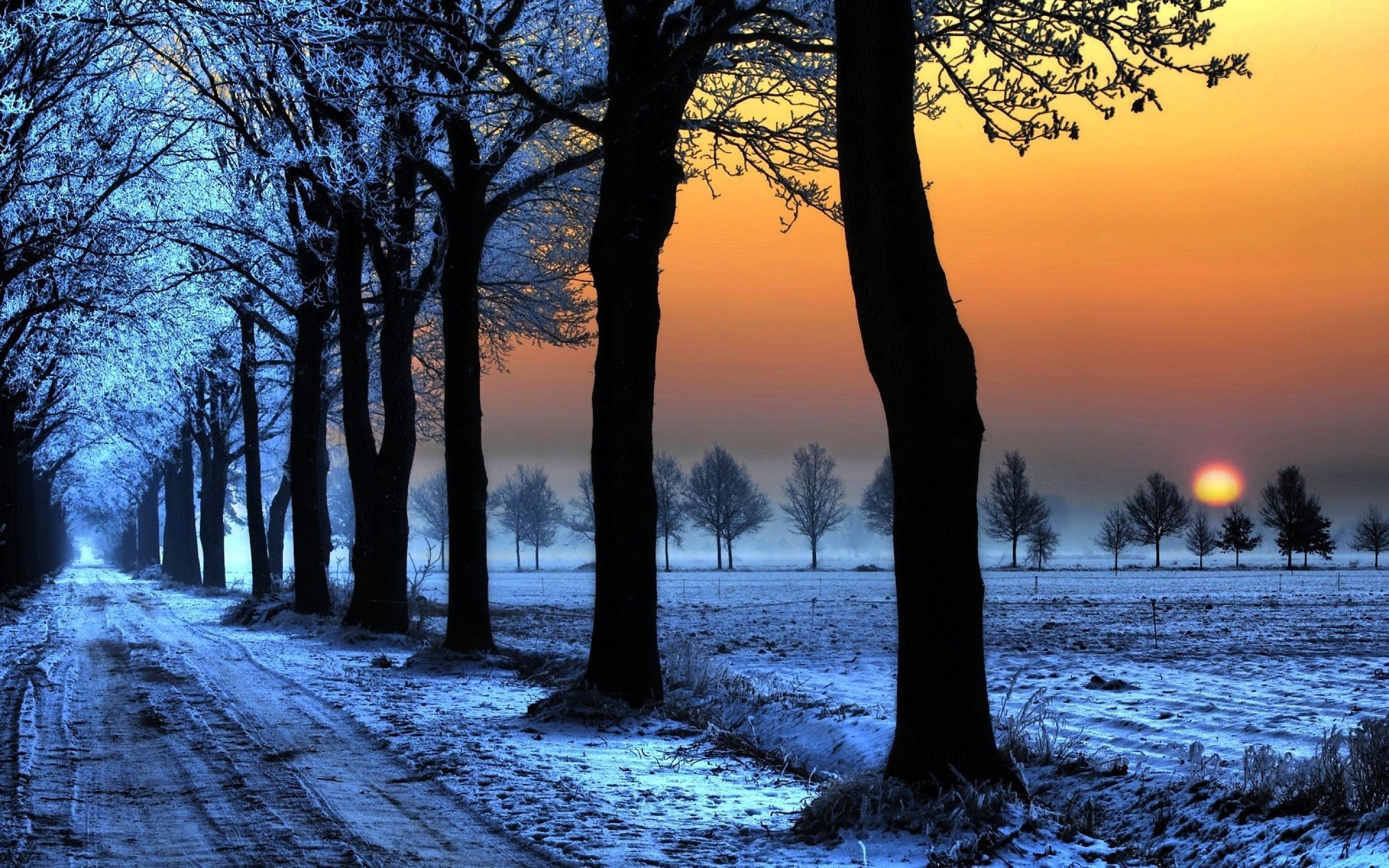 Frosty evening. Download beautiful wallpaper wide wildlife for android. Winter