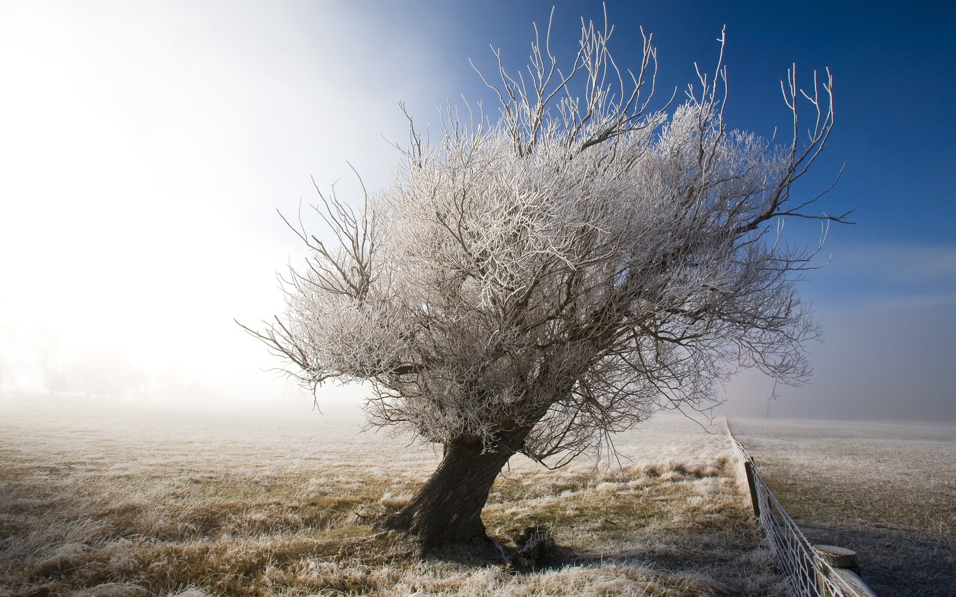 Download Wallpaper tree winter field frost otago new zealand, 1920x1200, A frosty tree in a frosty day, Central Otago, New Zealand