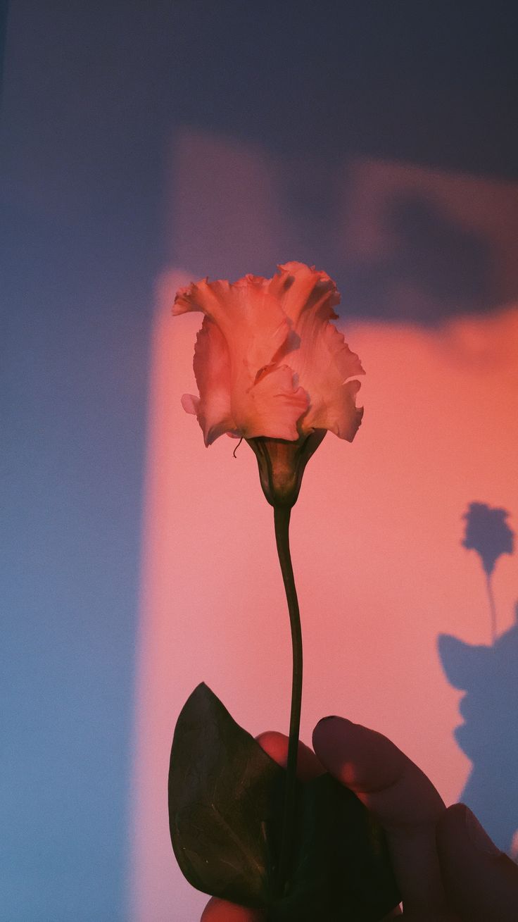 dusk - #dusk. Aesthetic wallpaper, Aesthetic roses, Nature photography