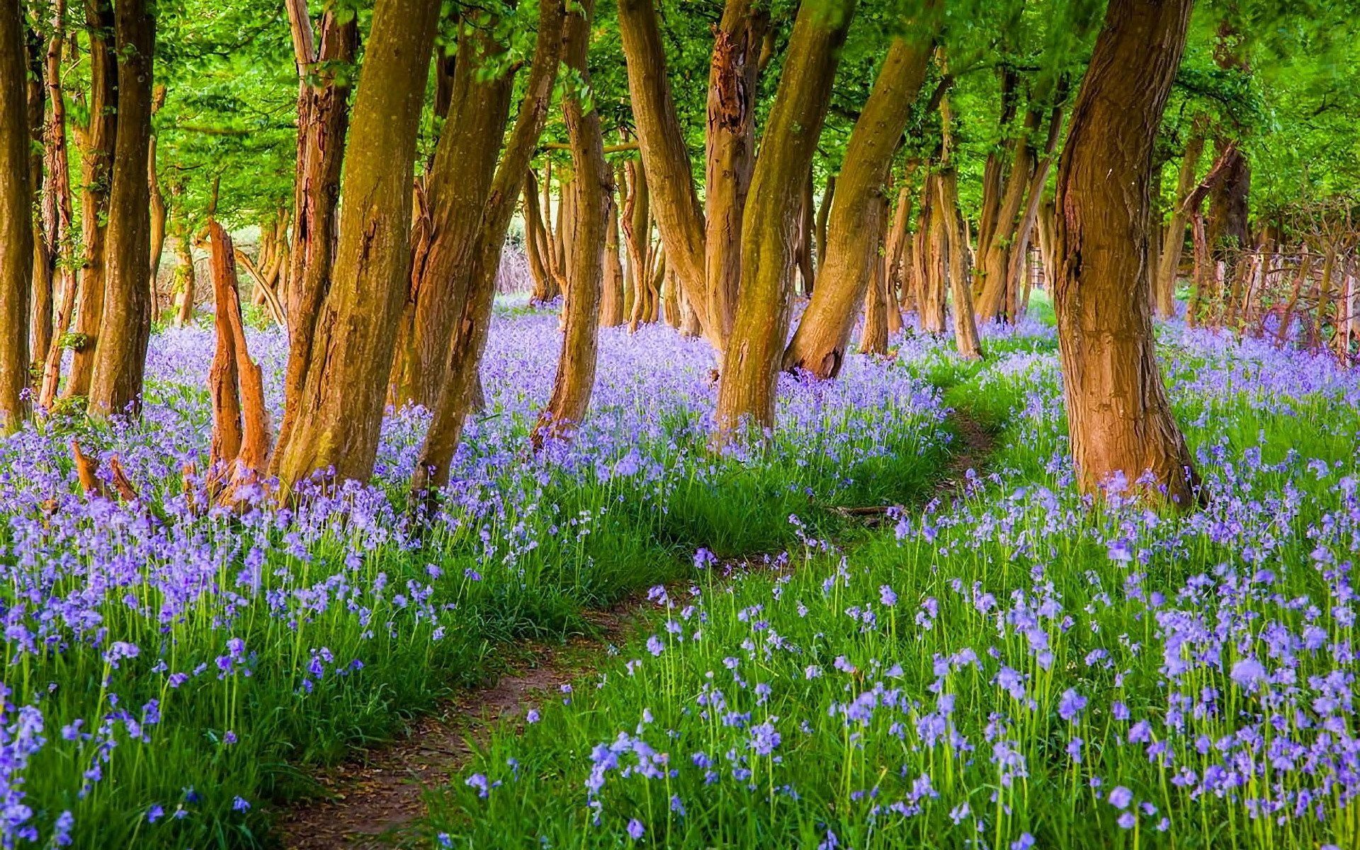 Path in Spring Forest Wallpaper Background Image. View, download, comment, and rate Abys. Spring forest, Bluebells, Purple flowers wallpaper