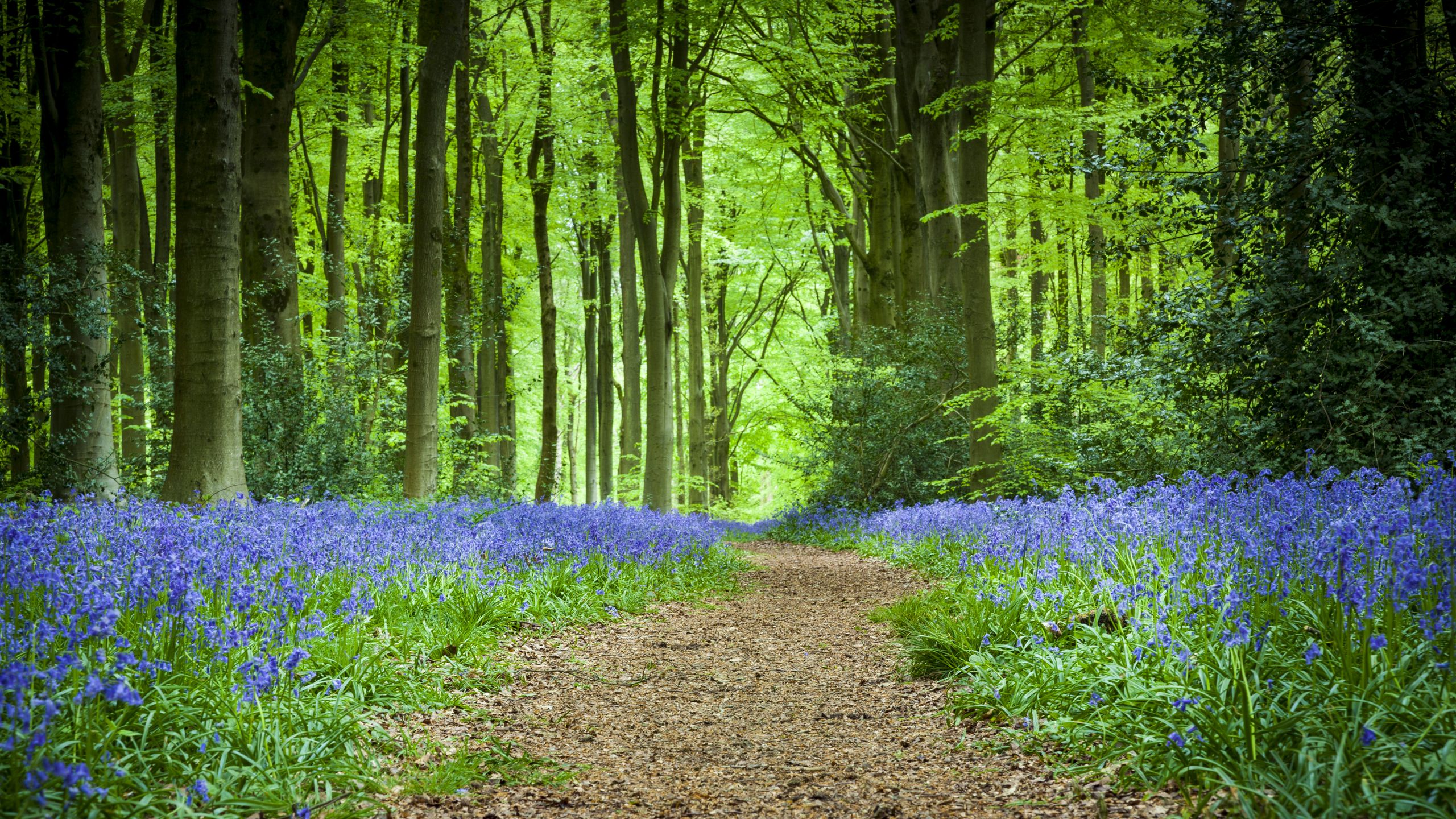 Download wallpaper 2560x1440 forest, path, flowers, spring widescreen 16:9 HD background