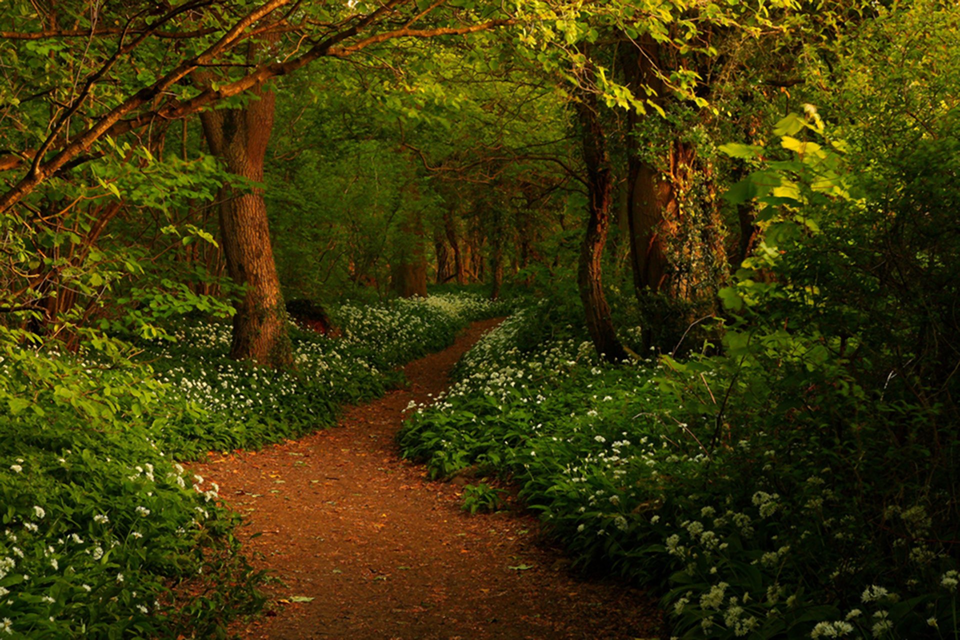 Path in the Spring Forest