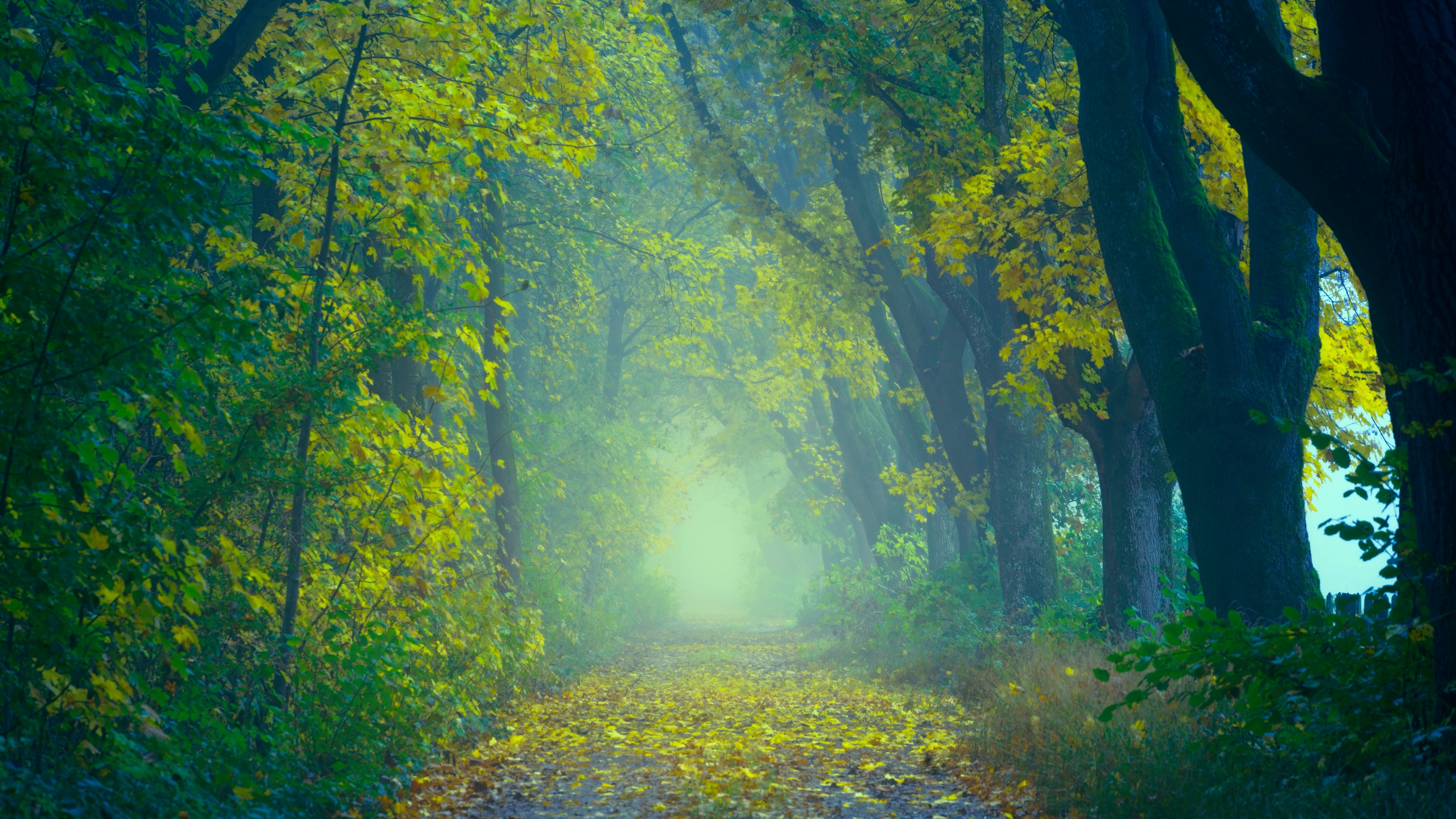 Forest Wallpaper 4K, Path, Foggy, Foliage, Spring, Yellow leaves, Nature