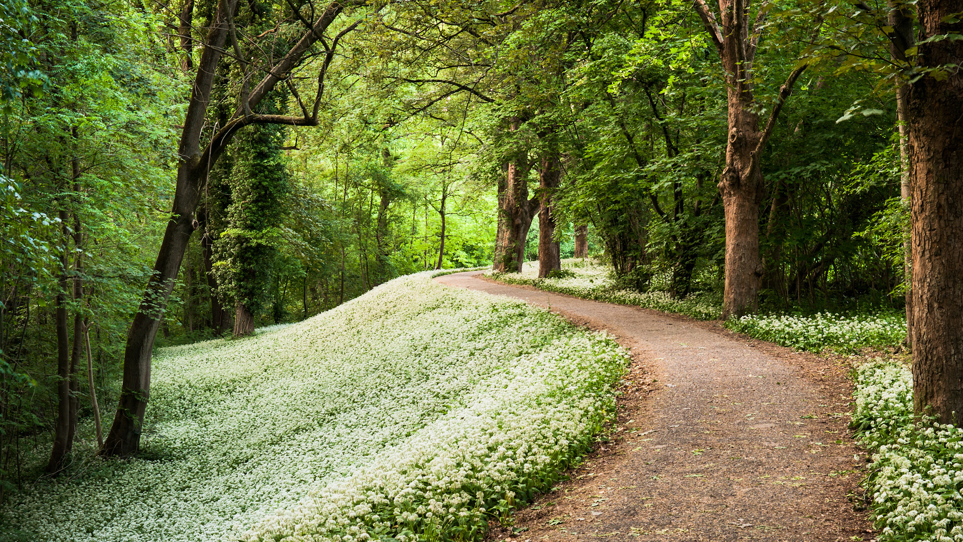Wallpaper. Nature. photo. picture. forest, path, ramson, spring, forest Park