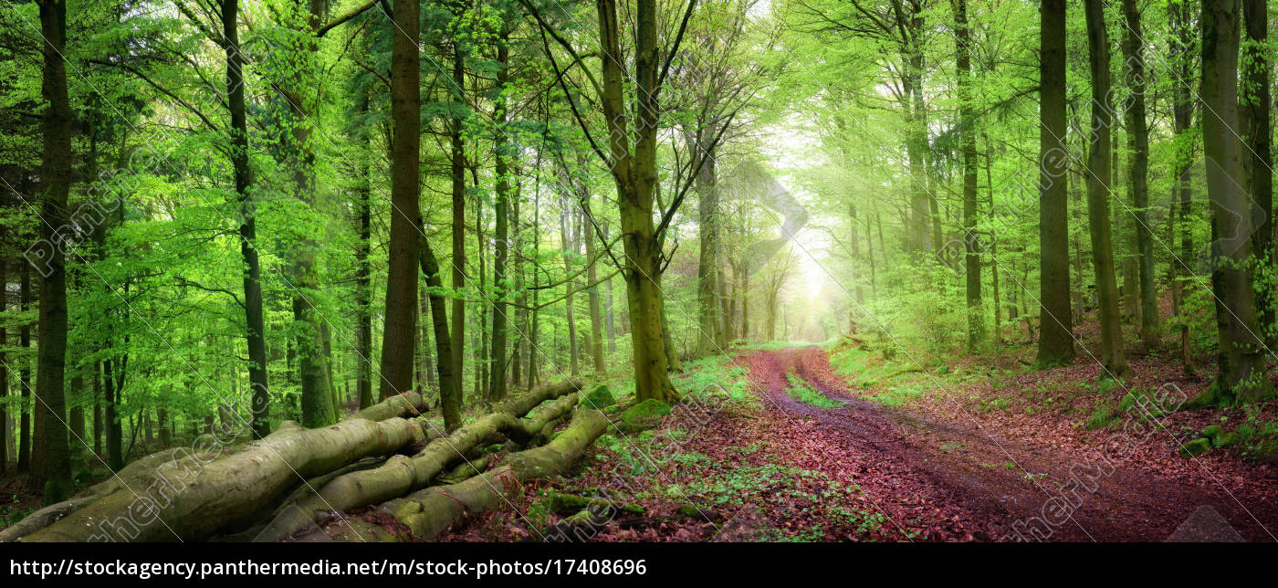Forest path in the green forest in soft light. panorama free photo - PantherMedia Stock Agency