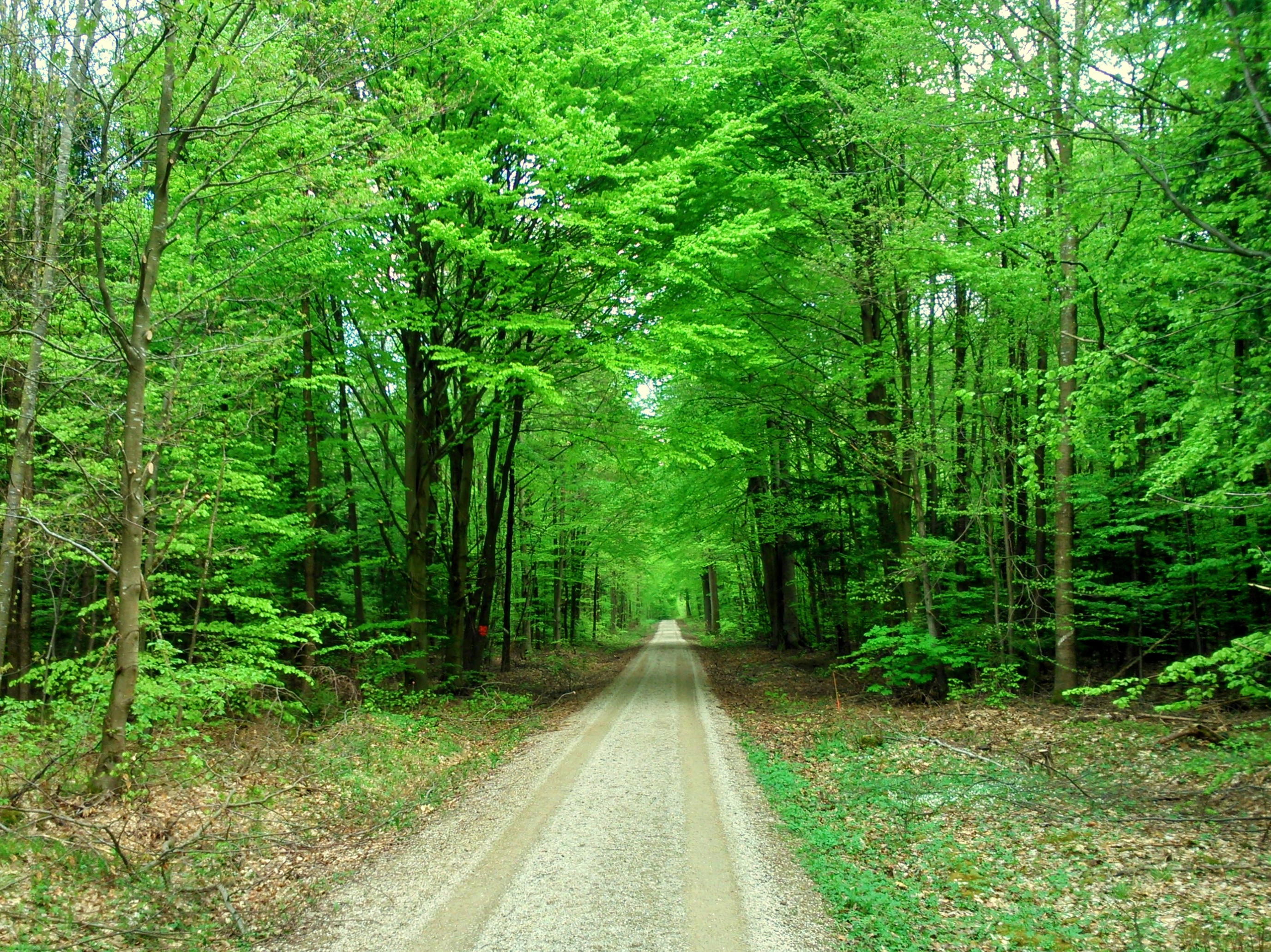 Forest path in spring