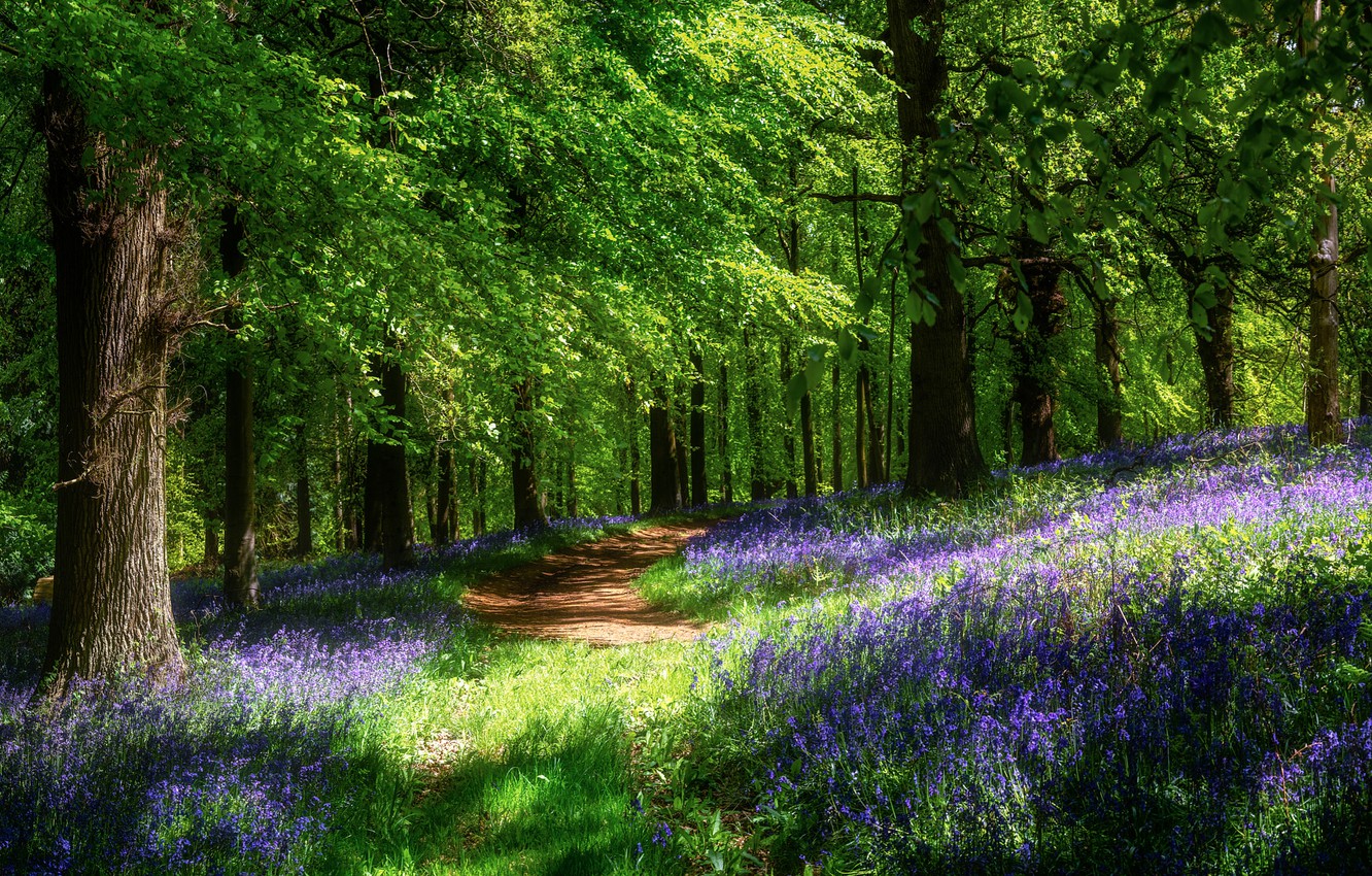 Wallpaper forest, the sun, flowers, spring, path image for desktop, section пейзажи