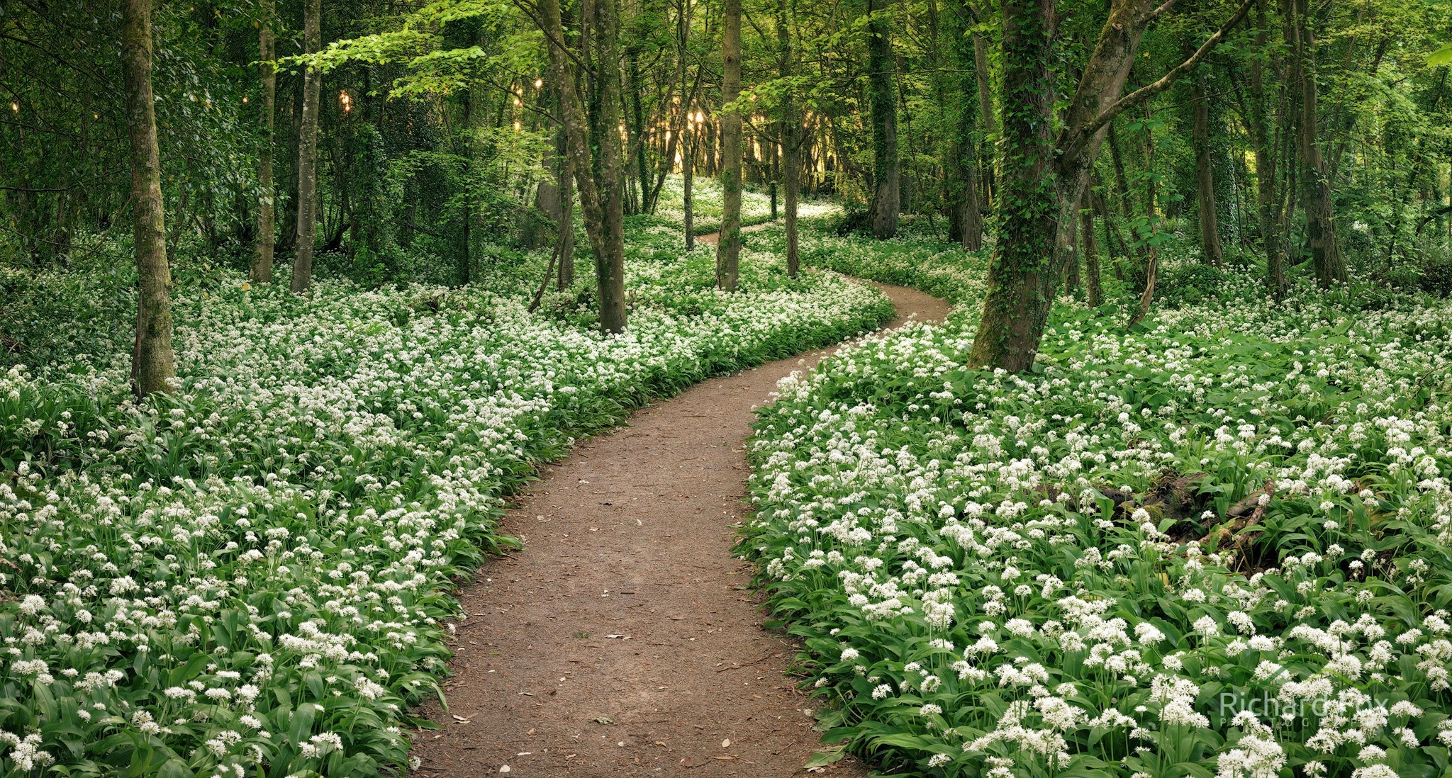 Path in Spring Forest