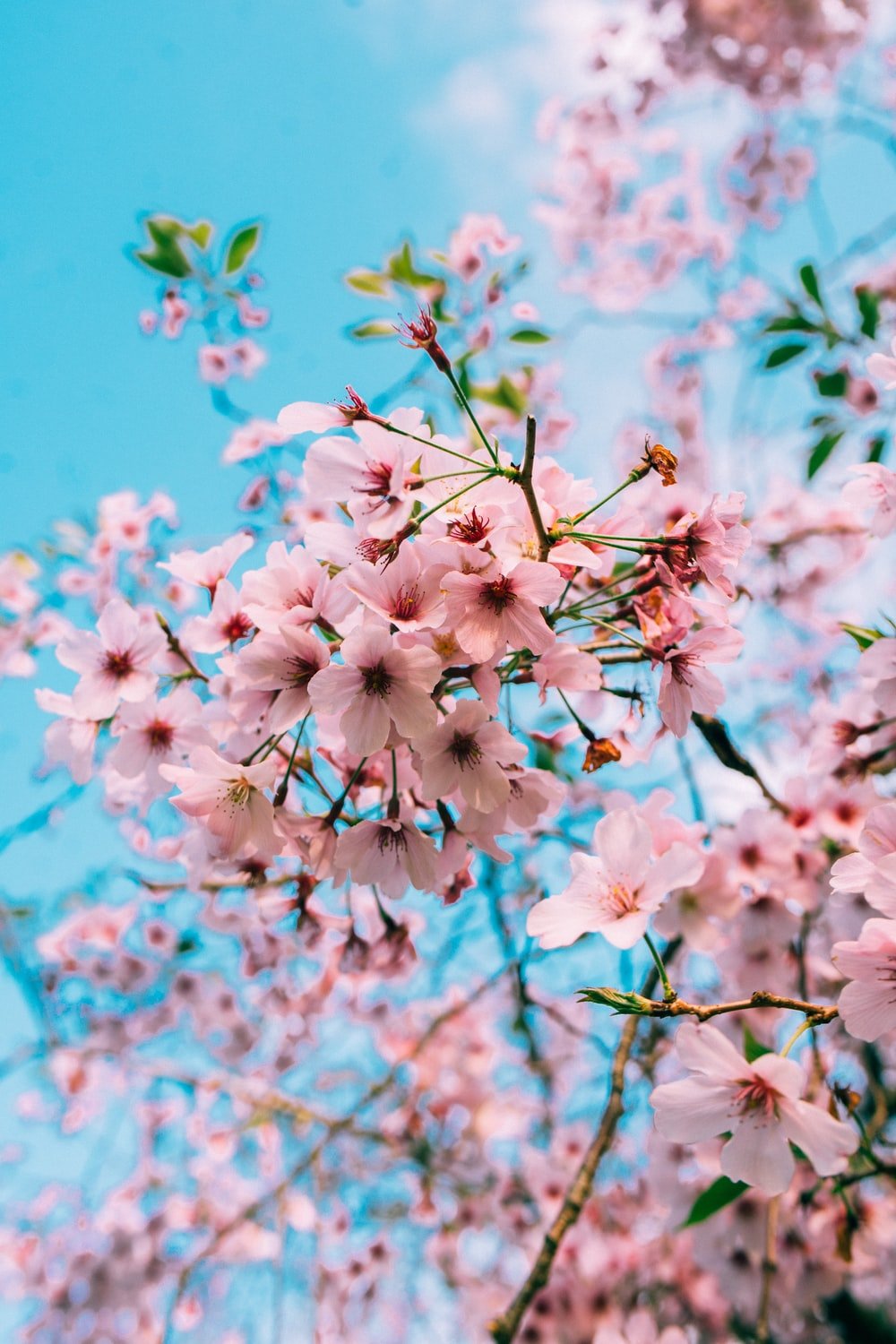 Cherry Blossom Picture. Download Free Image