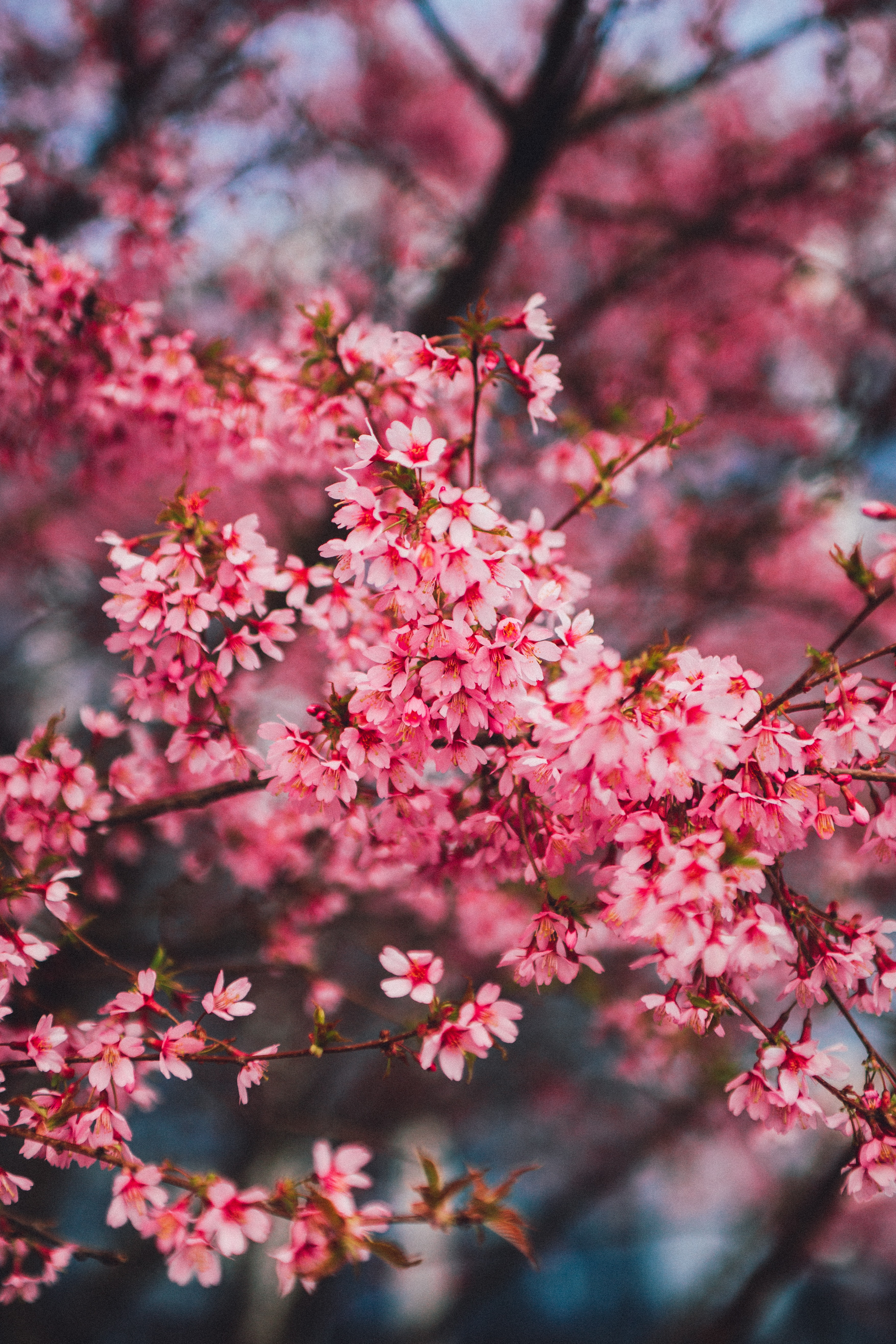Best Cherry Blossom Photo · 100% Free Downloads