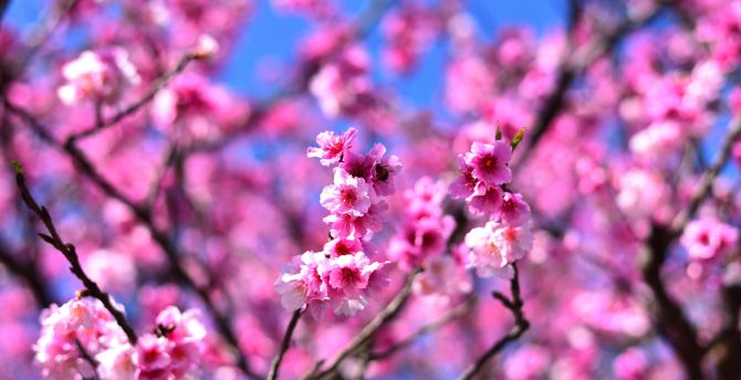 Cherry blossom, pink flowers, tree branches wallpaper, HD image, picture, background, 03564e