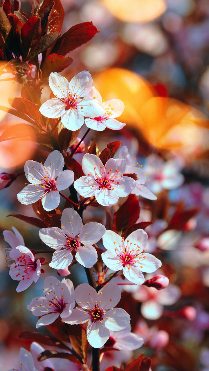 Cherry blossom, pink flowers, close up, spring, 720x1280 wallpaper. Cherry blossom wallpaper, Wallpaper nature flowers, Beautiful flowers wallpaper