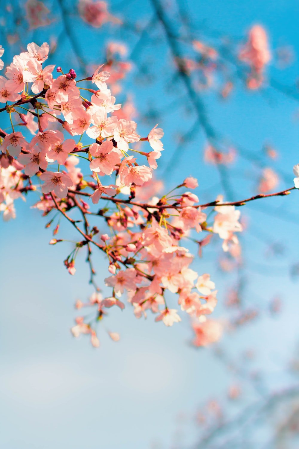 Cherry blossoms. best free cherry blossom, flower, blossom and plant photo