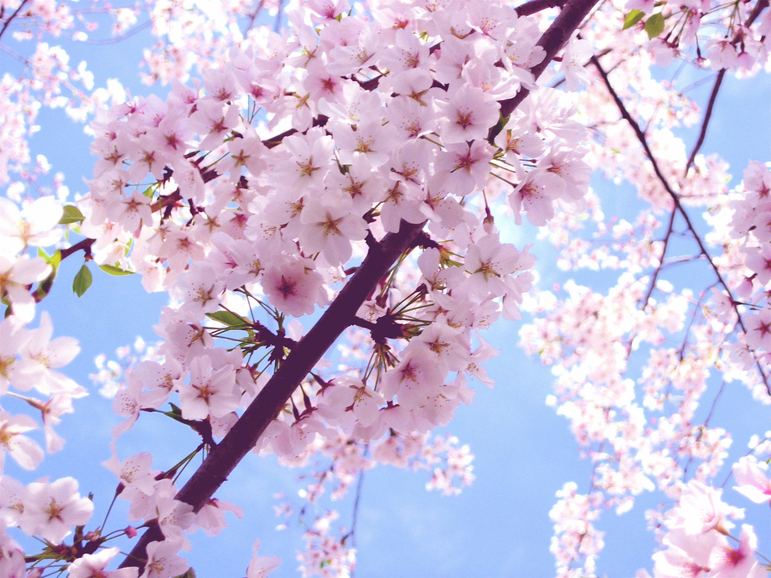 Pink Cherry Blossom
