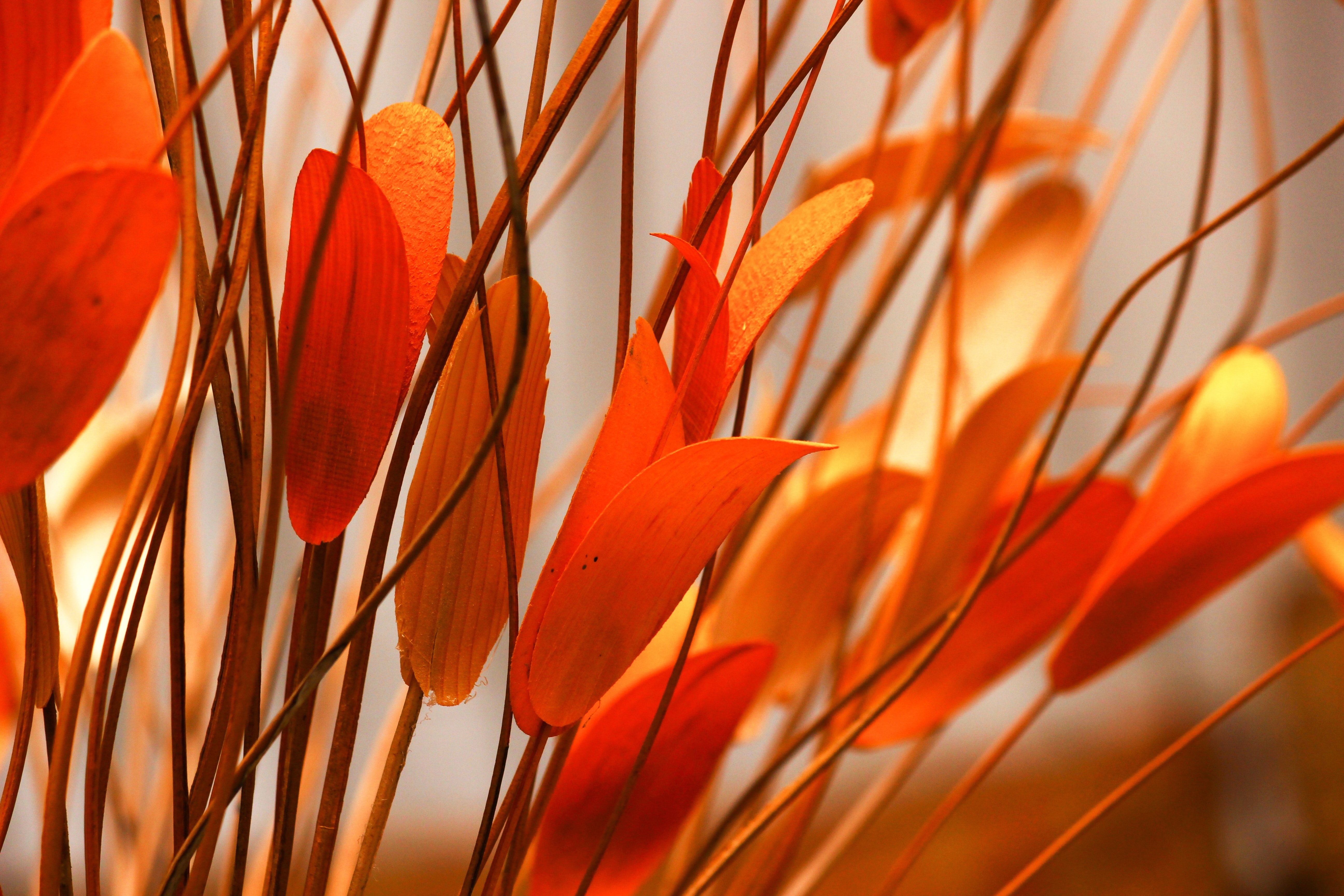 Orange Flowers Photo, Download The BEST Free Orange Flowers & HD Image