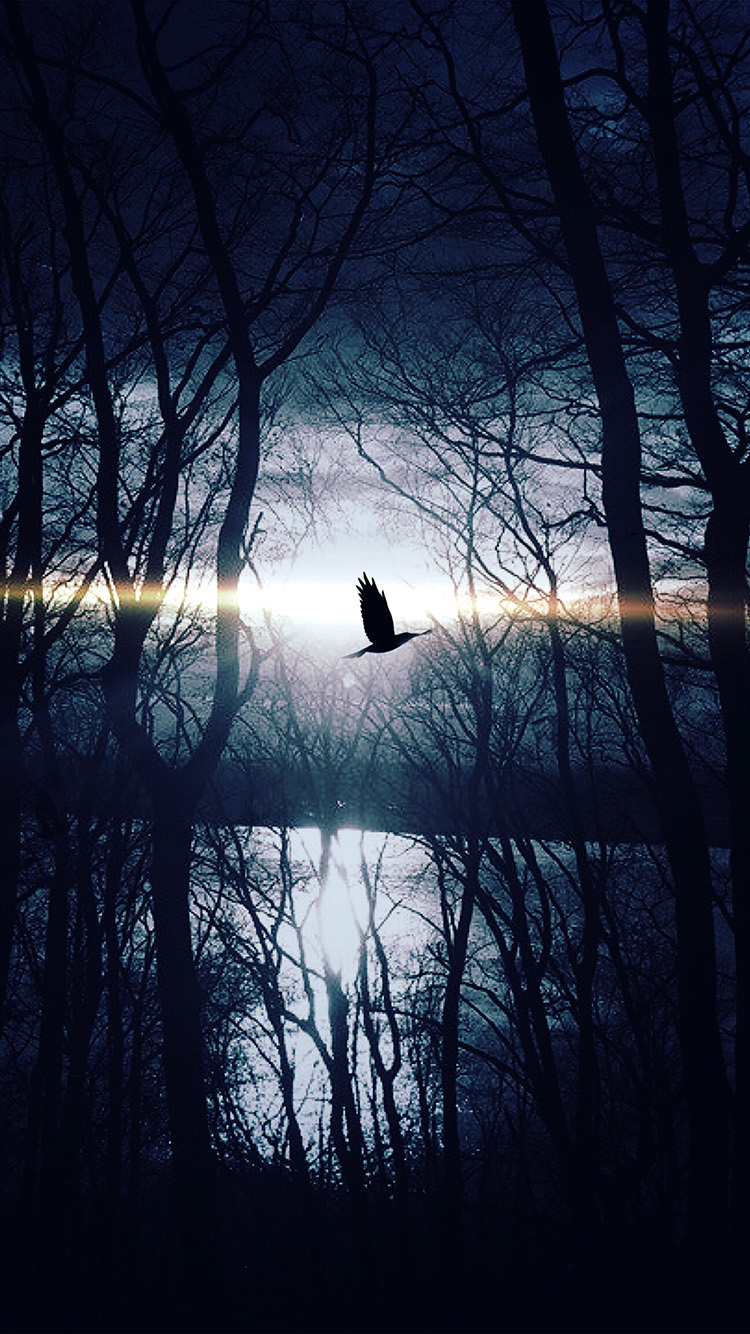 Wood Night Dark Nature Bird Fly Lake Blue Wallpaper