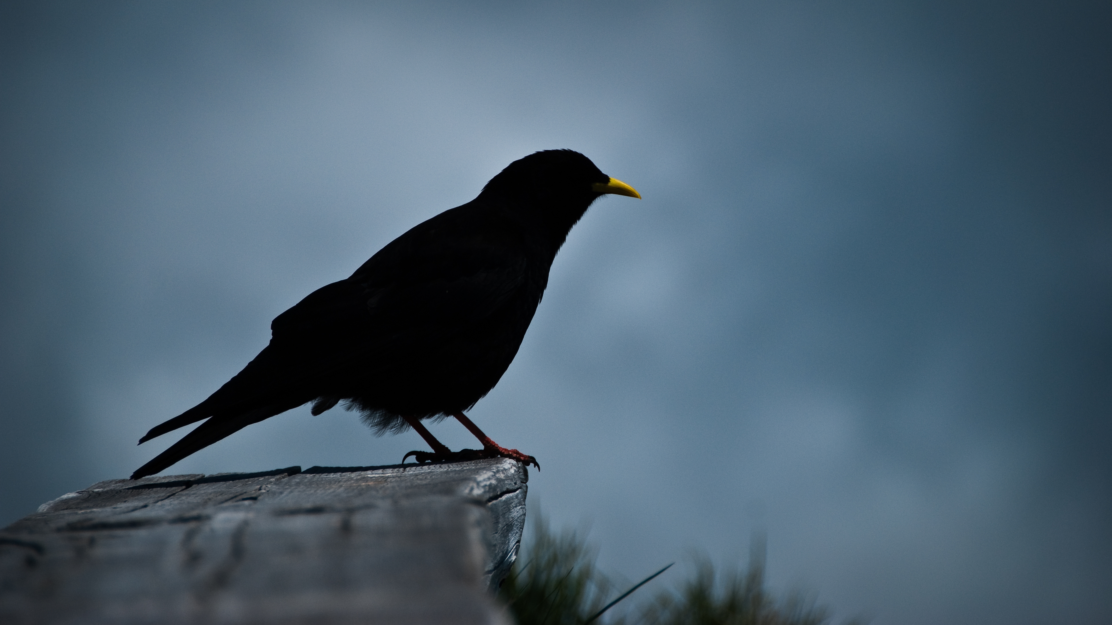 Dark bird. Blackbird. Black Bird Thermal.