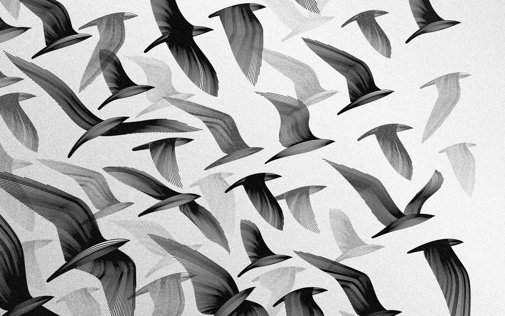 Black and White Bird Wallpaper