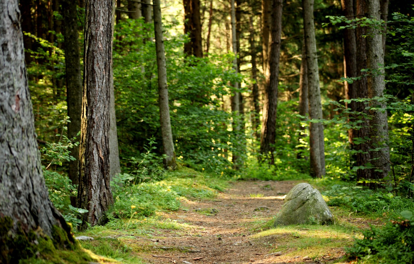 Wallpaper forest, summer, nature, trail image for desktop, section природа