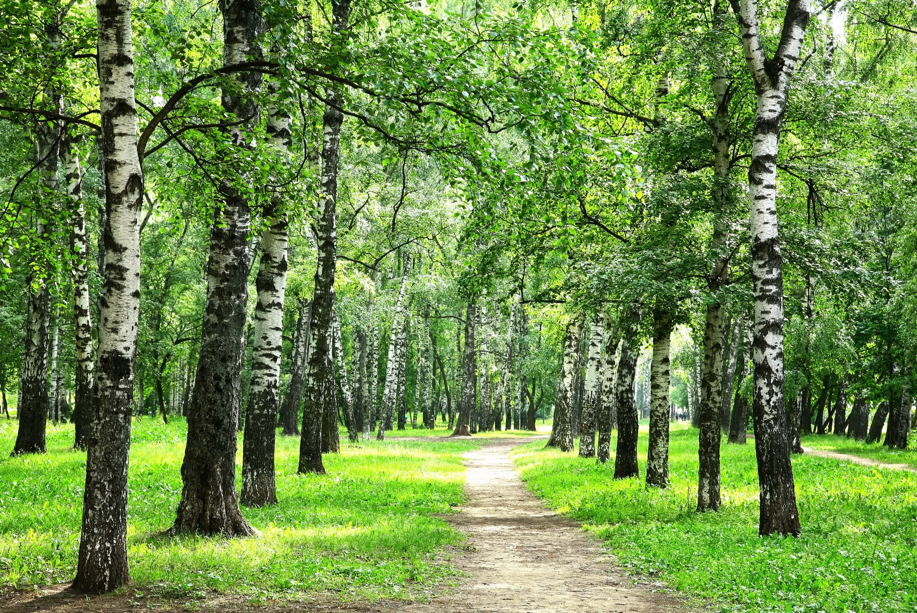 Forest Summer Birch Trail Grass Nature wallpaperx2004